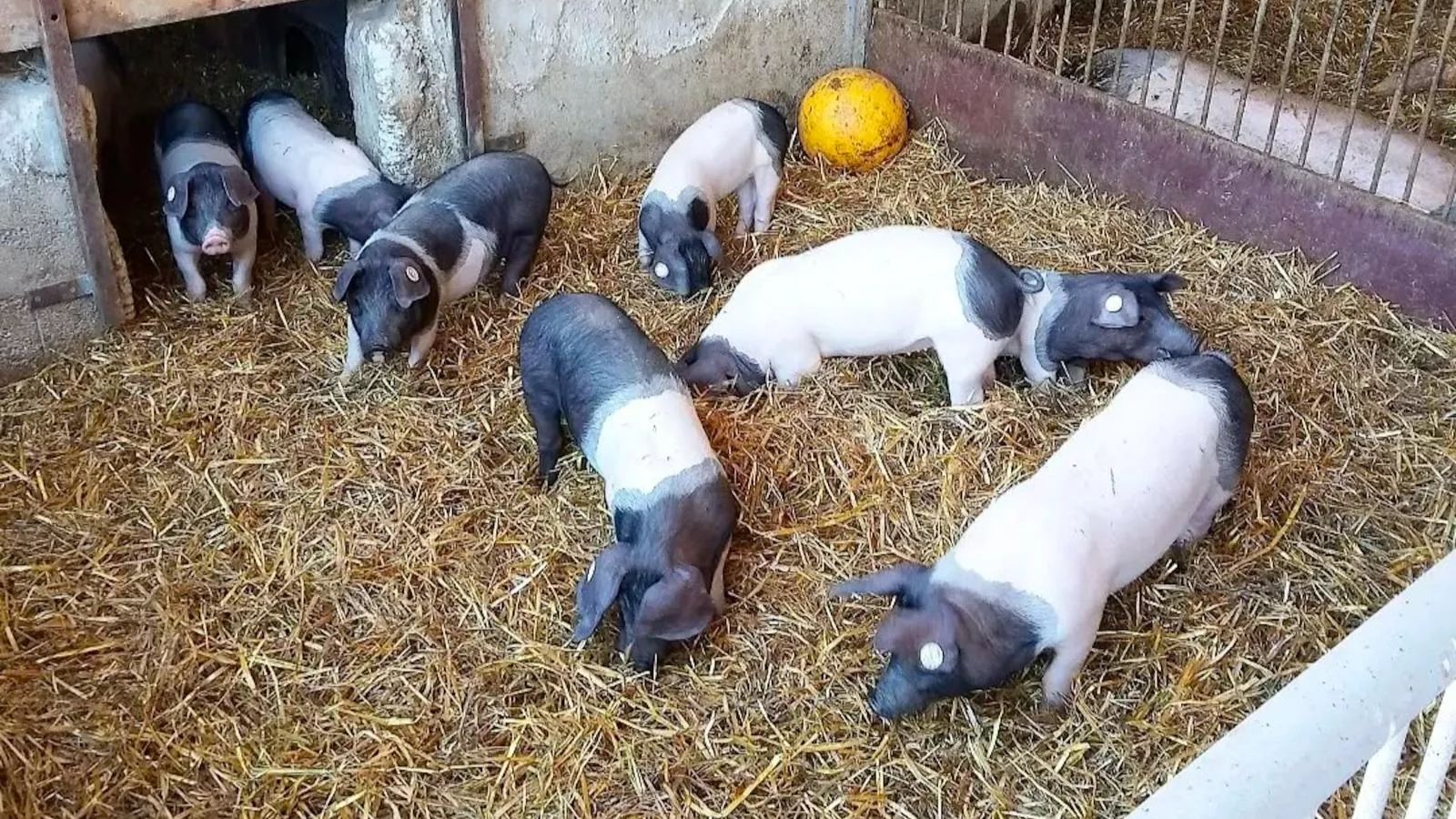 Waldacher Hof-Faciliteiten