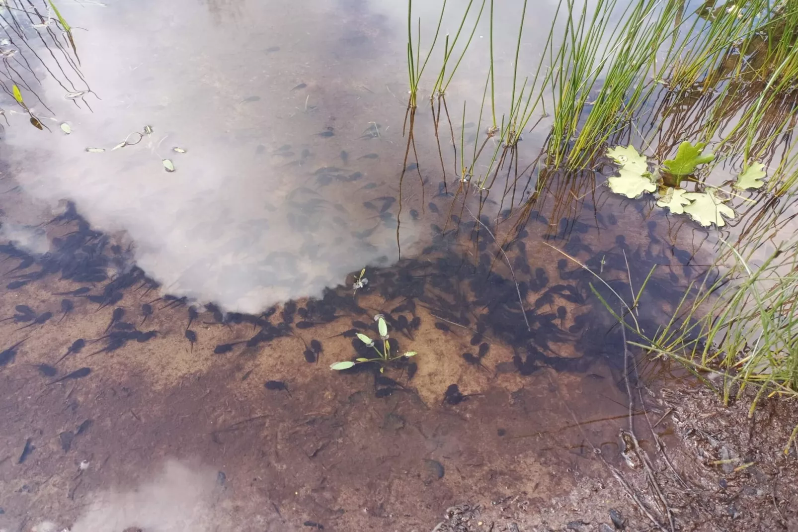 4 persoons vakantie huis in Oksbøl-By Traum-Waterzicht