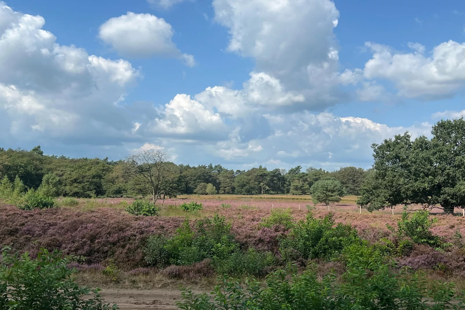 De Riek 4P-Tuinen zomer