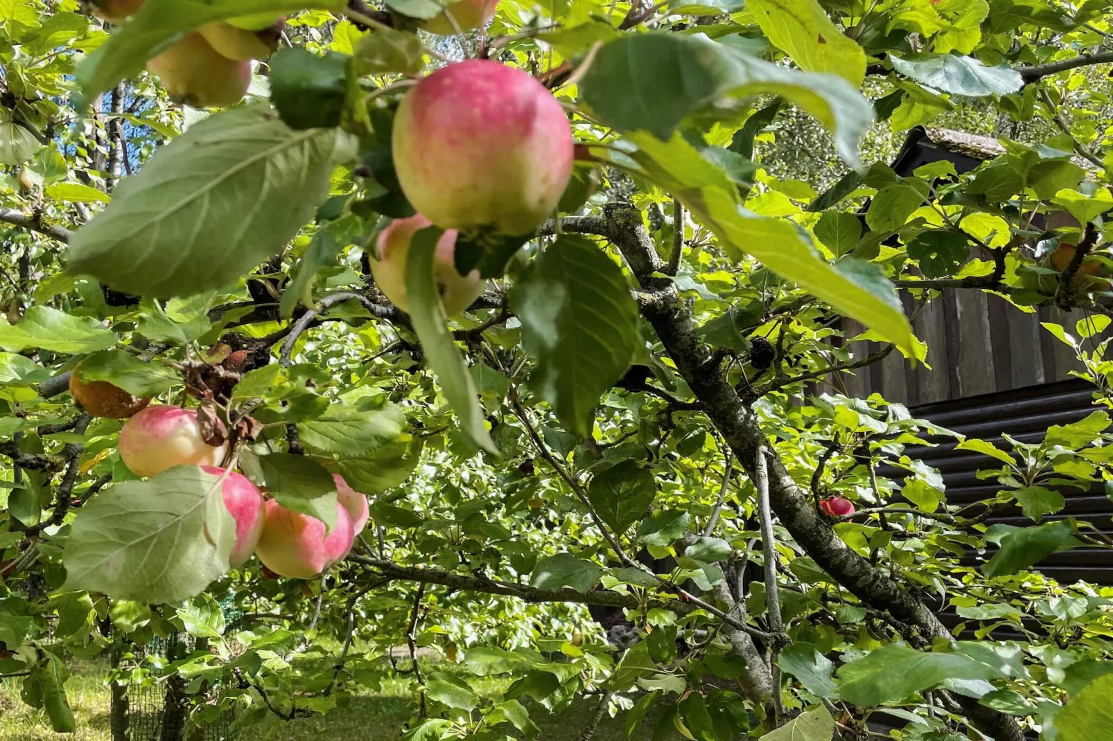 4 Personen vakantie huis in SMEDSTORP-Buitenlucht