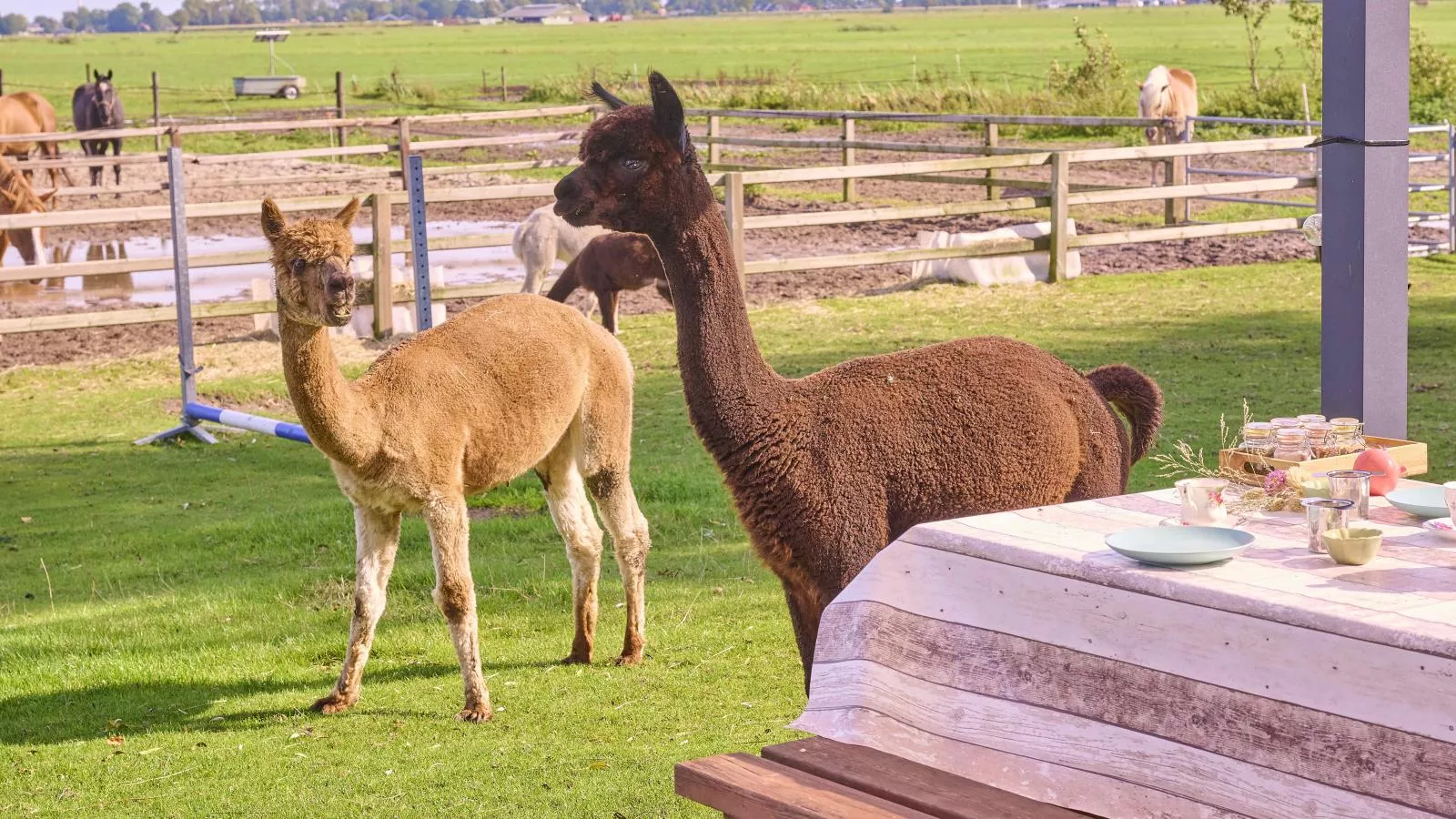 Alpa Casa-Gebieden zomer 1km