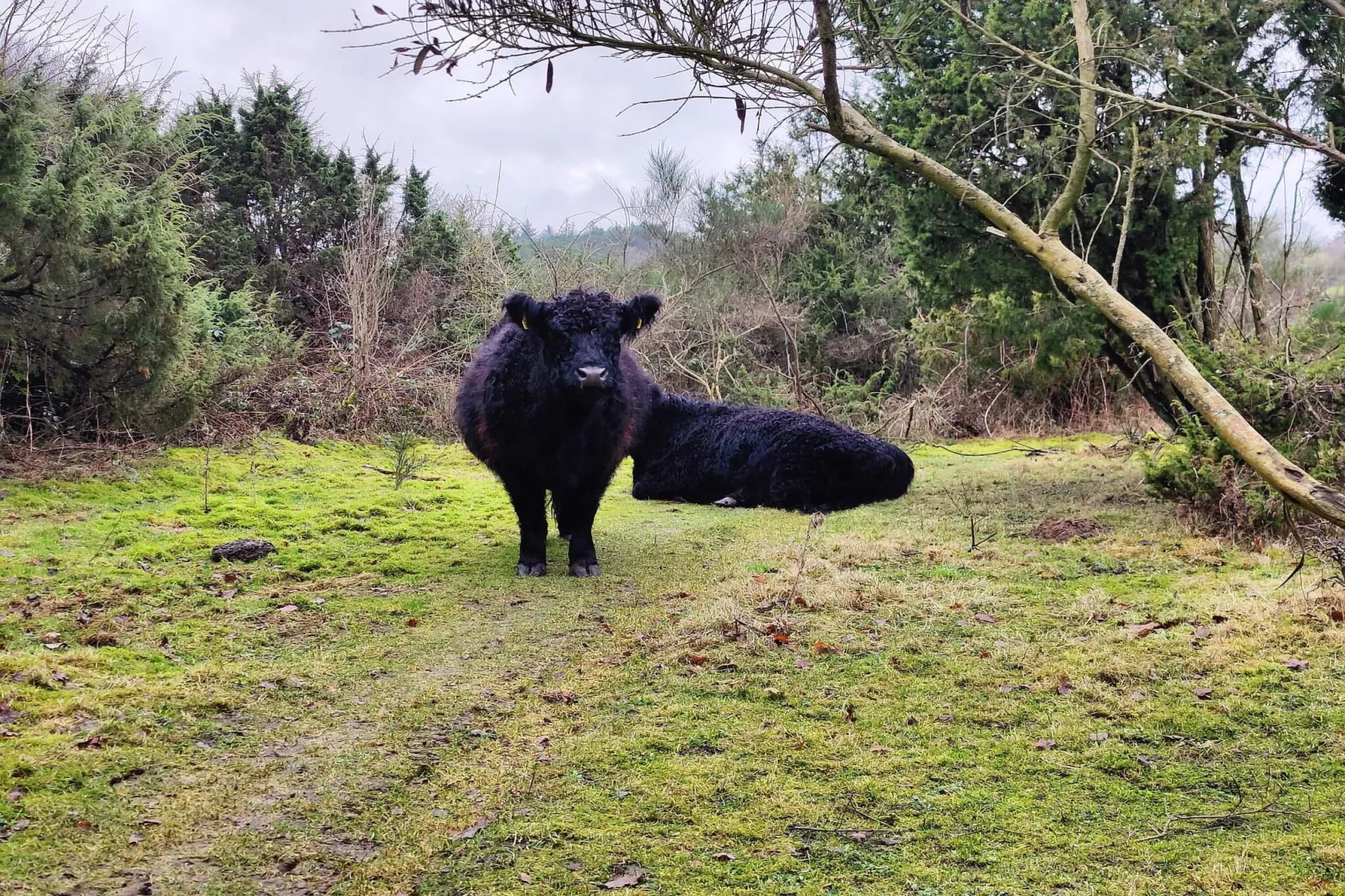 6 persoons vakantie huis in Ebeltoft-Niet-getagd