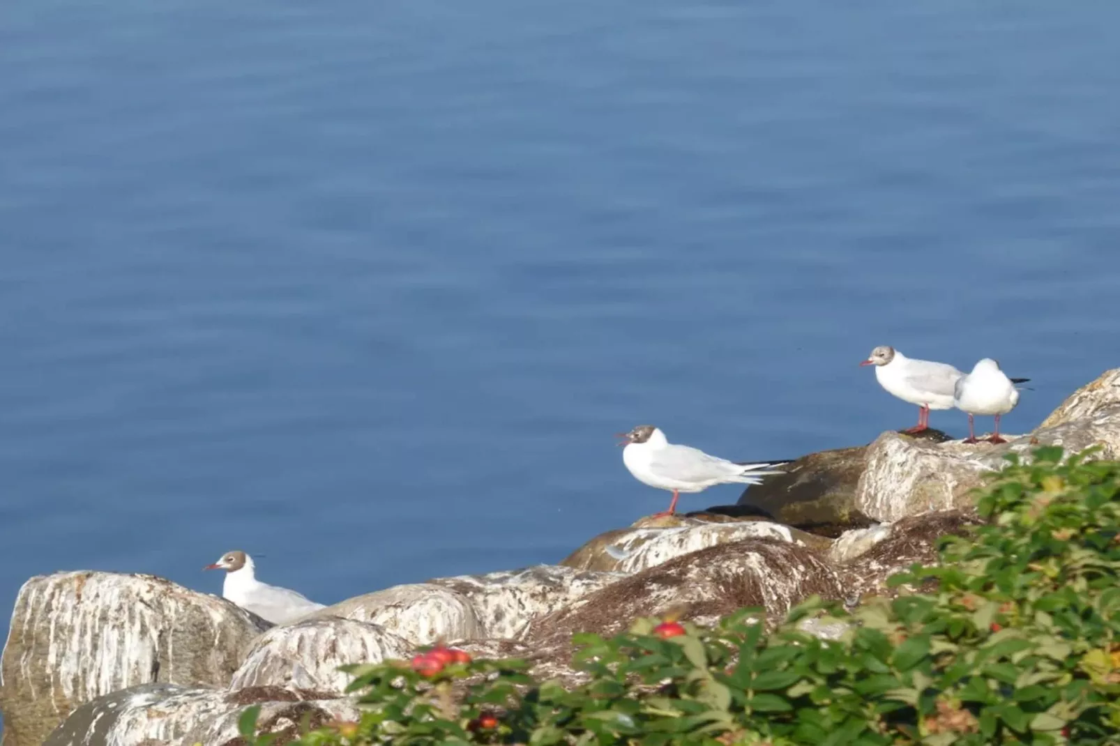 8 persoons vakantie huis in Skals-By Traum-Waterzicht