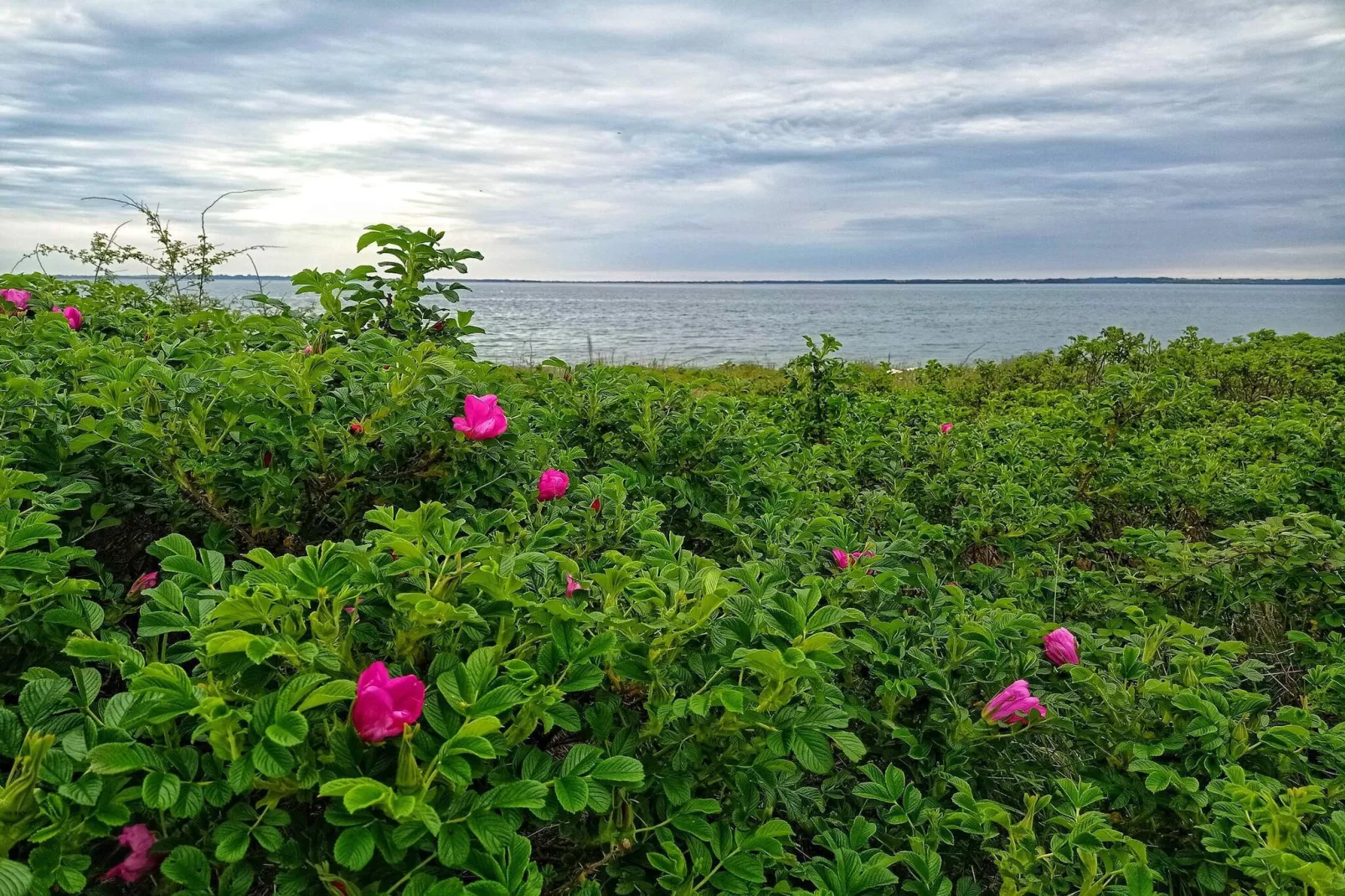 12 persoons vakantie huis in Aabenraa-By Traum-Waterzicht