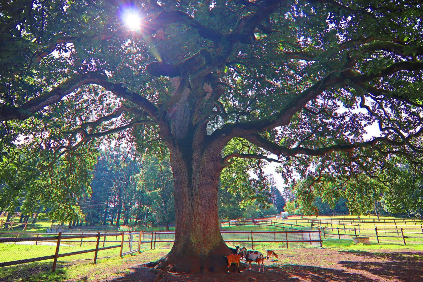 Haus Oliver 200 qm / 1-2 Personen-Tuinen zomer