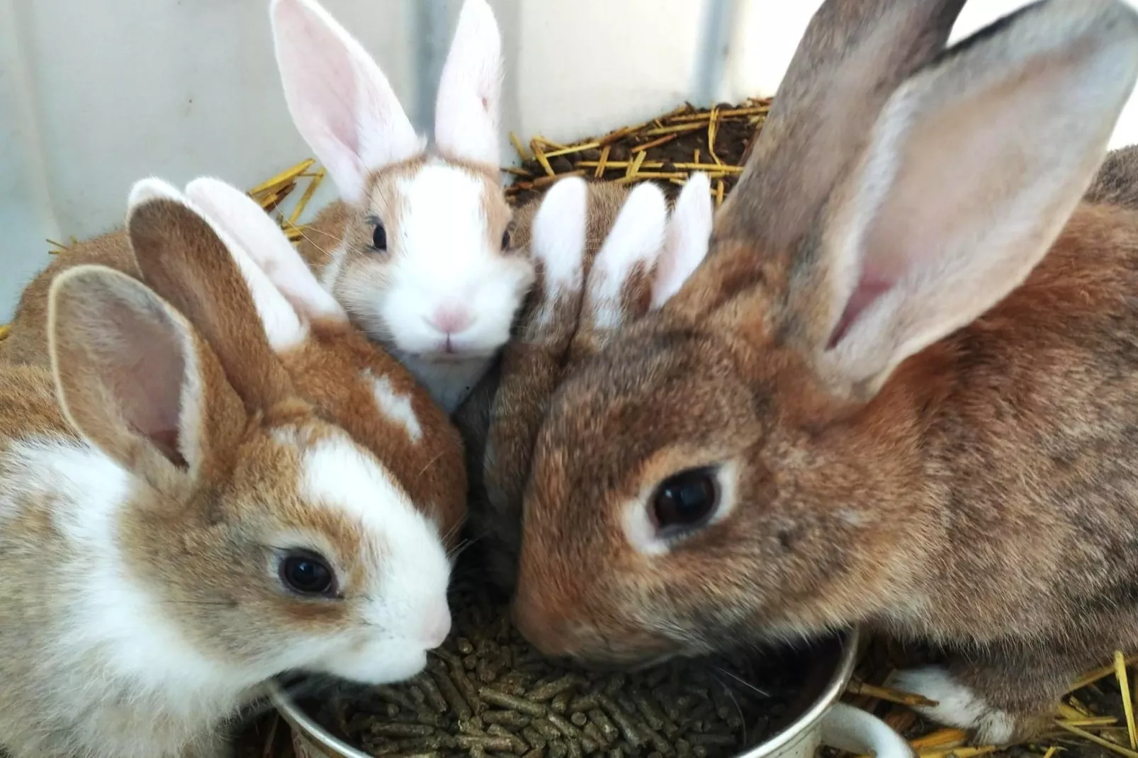 Arends nest-Faciliteiten