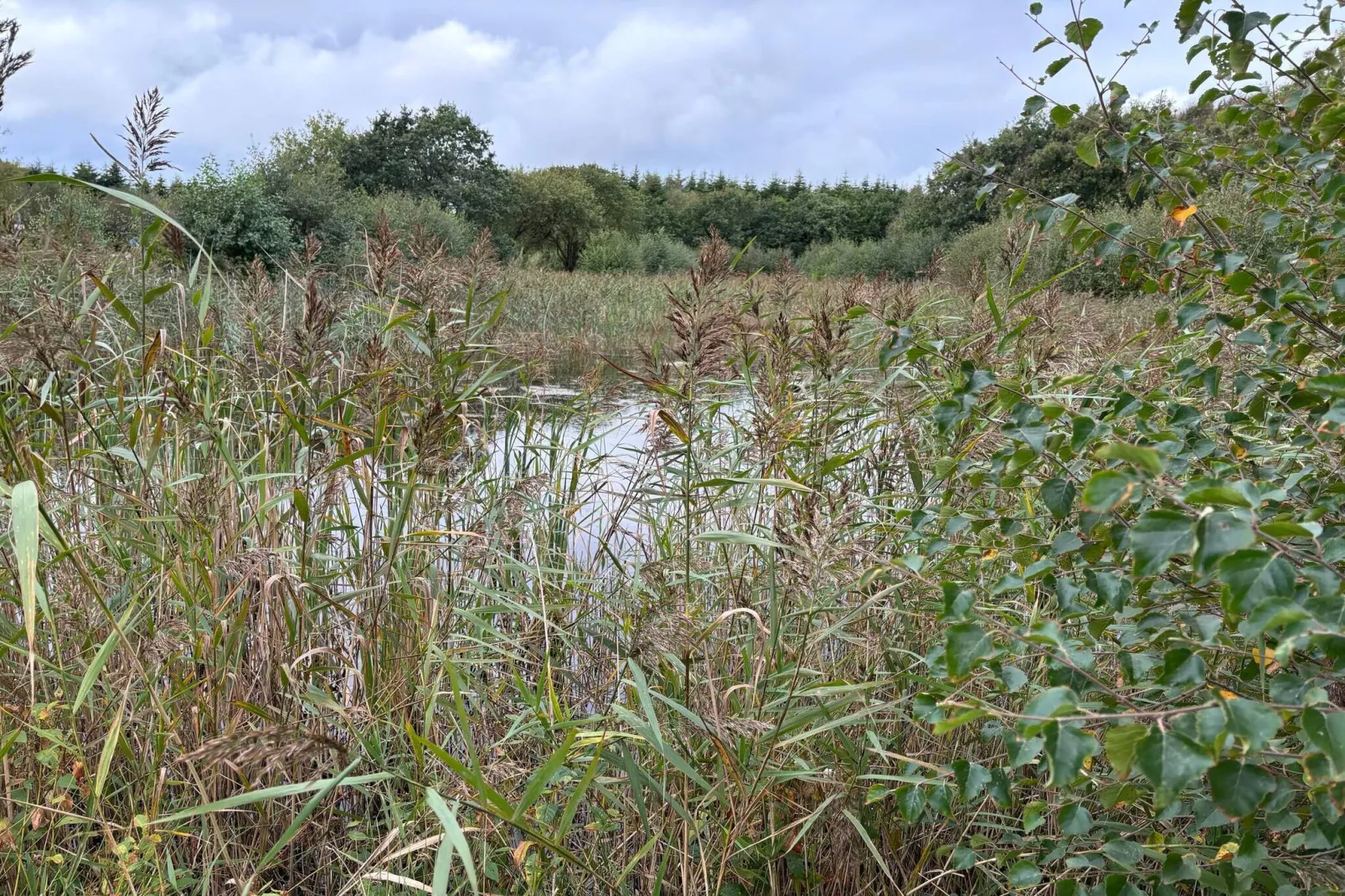8 persoons vakantie huis in Ulfborg-Waterzicht