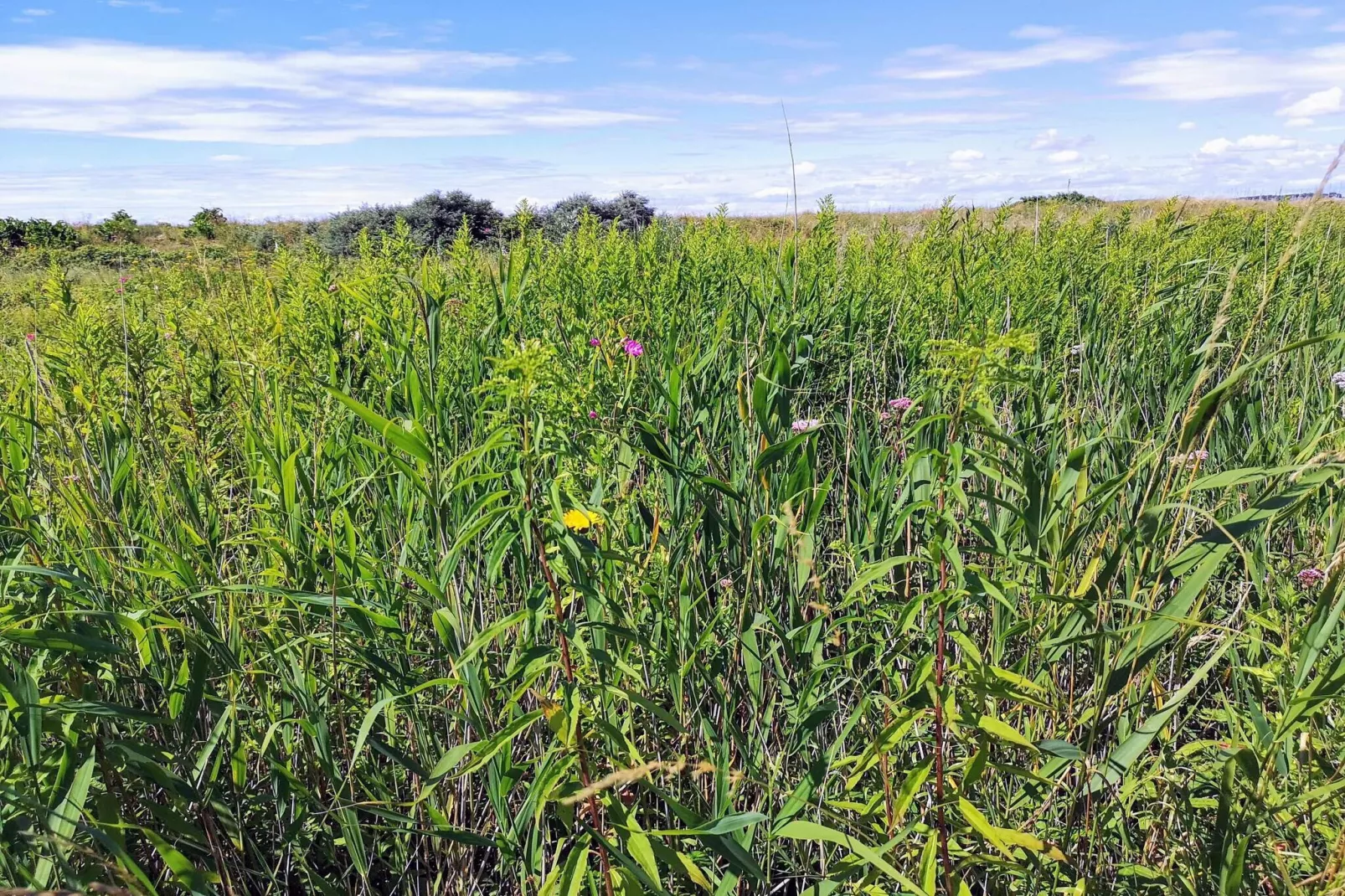 5 persoons vakantie huis in Karrebæksminde-Niet-getagd