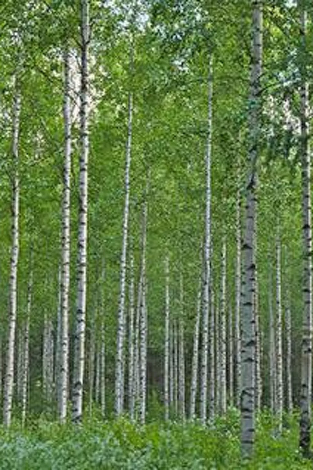 Kopinkallio 2-Binnen