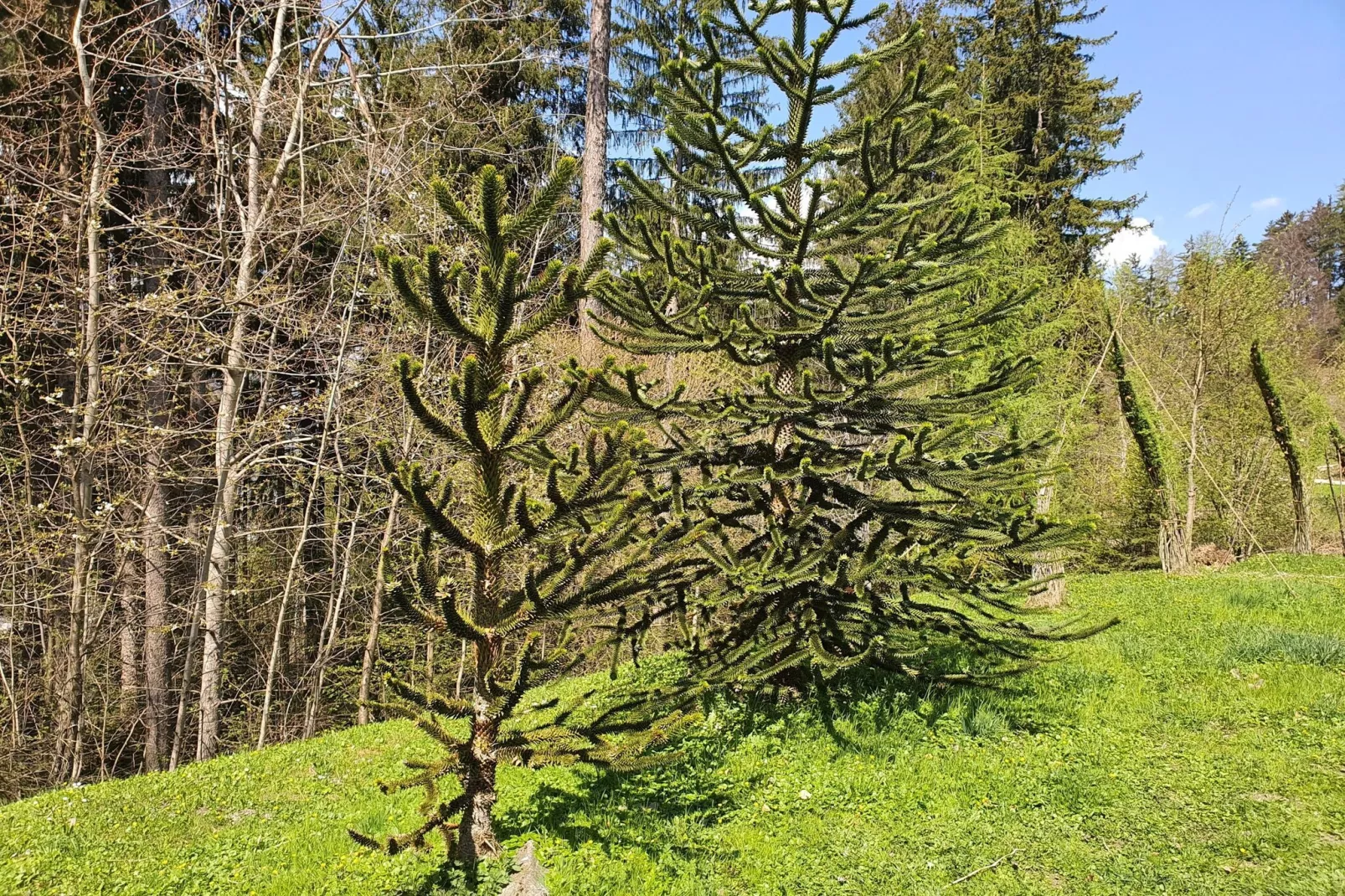 CityApartment Schwaz-Gebieden zomer 5km