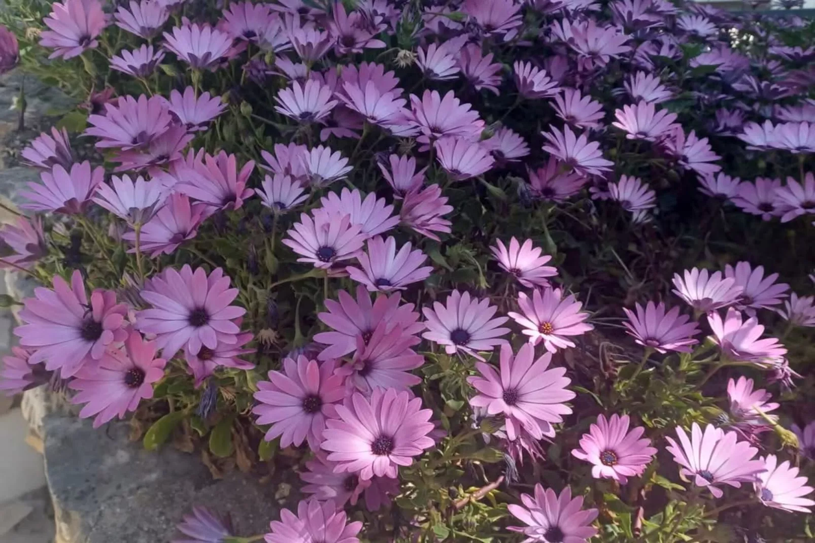 Two-bedroom Apartment With Sea View A1-Tuinen zomer