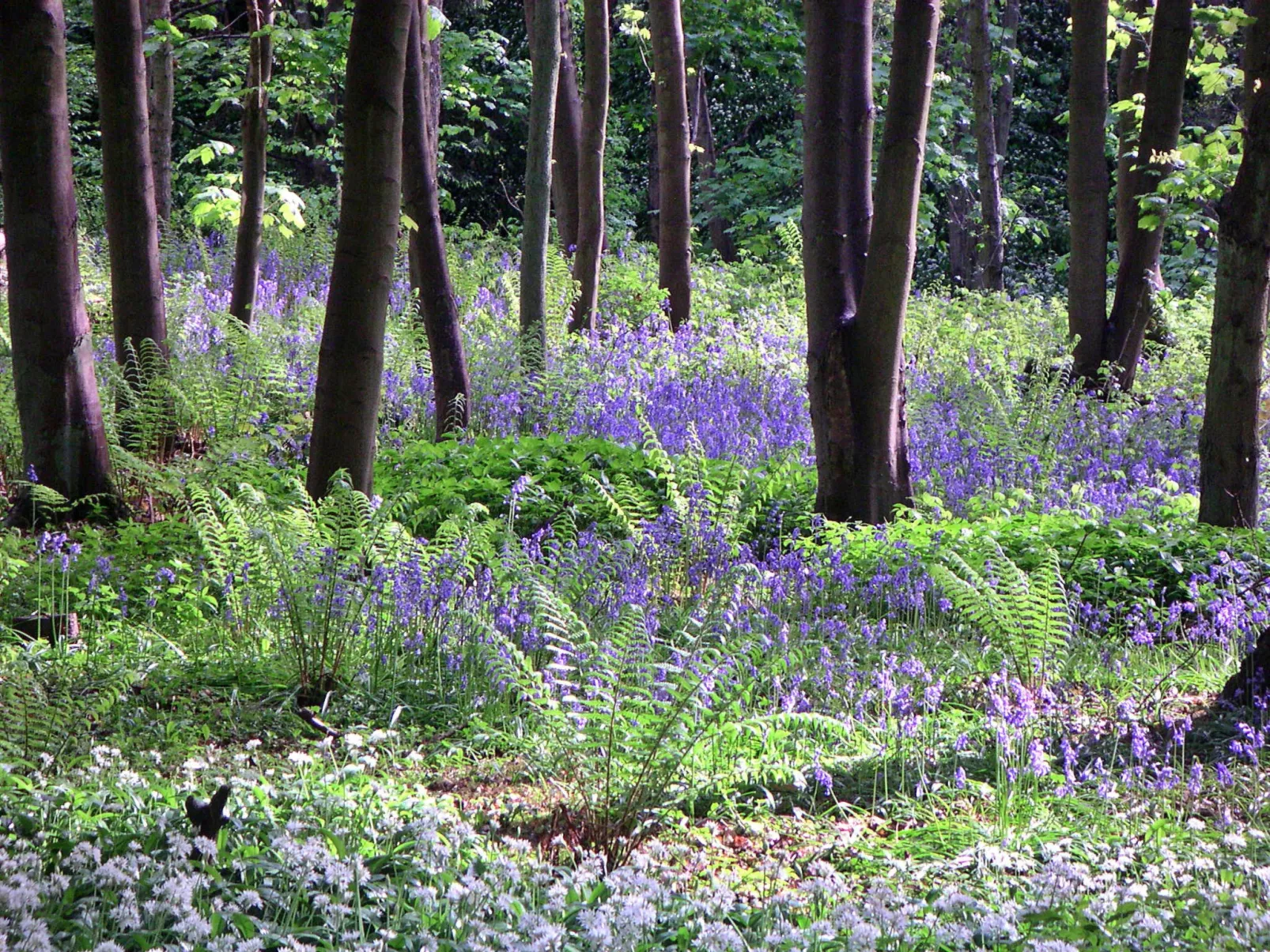 Ingleby Manor - Manor Cottage-Buiten