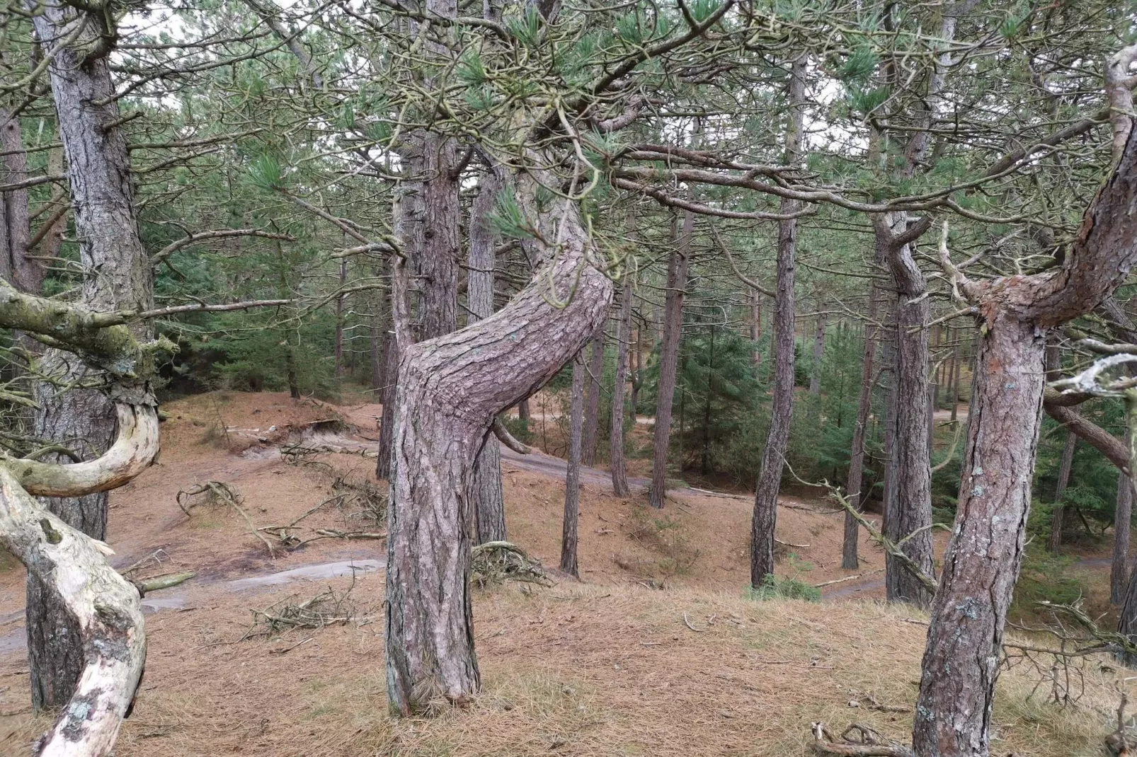 4 persoons vakantie huis in Oksbøl-Niet-getagd