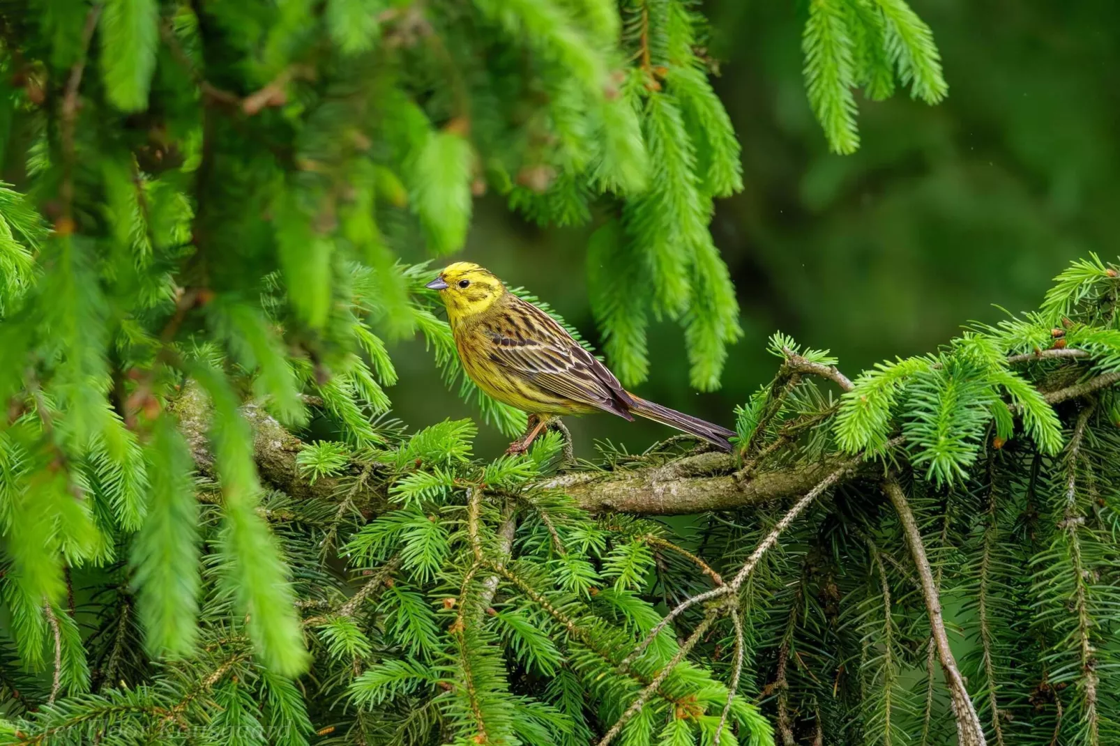 4 persoons vakantie huis in Hovborg-By Traum-Waterzicht