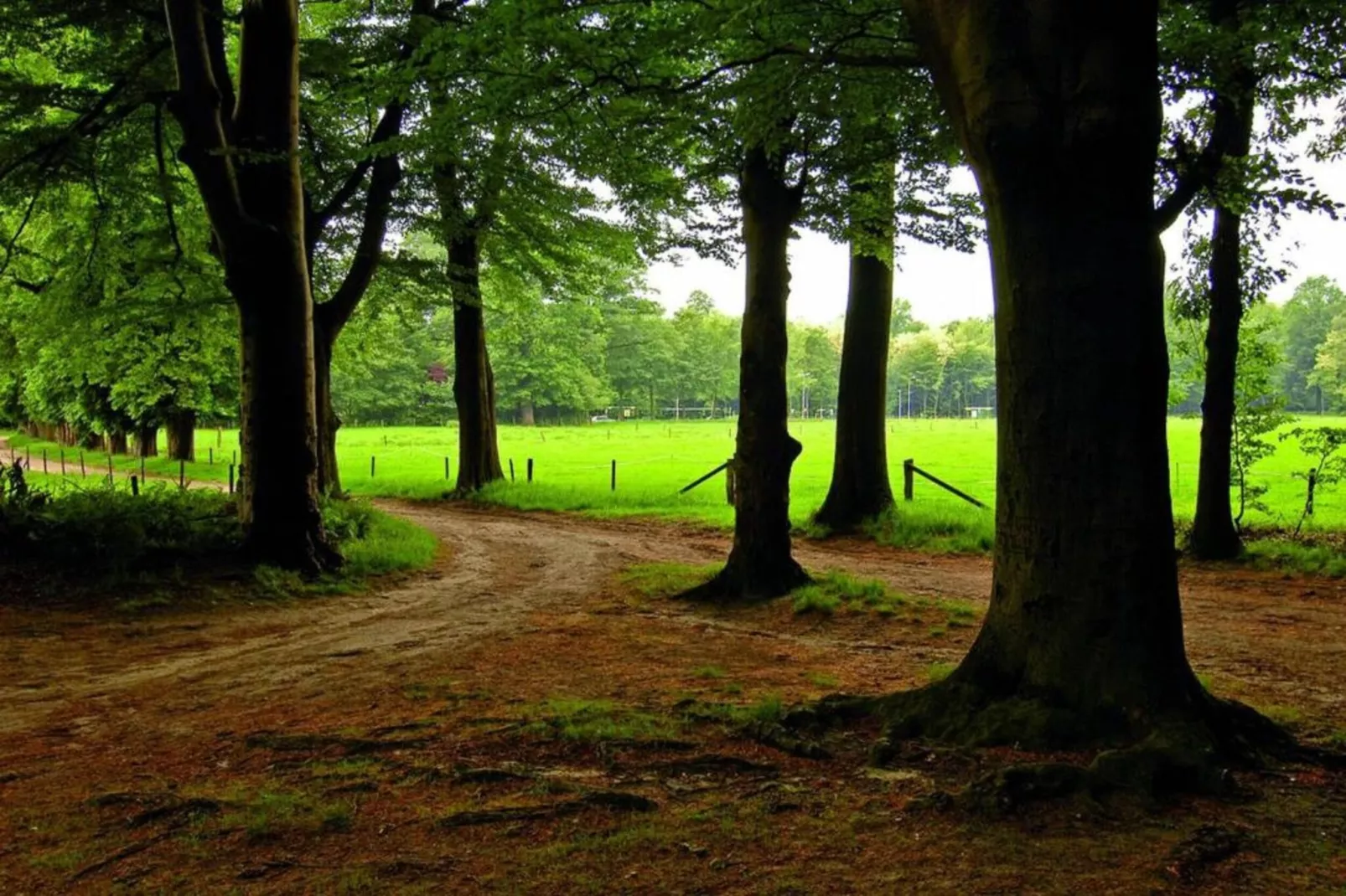 Vakantiepark De Lochemse Berg 2-Gebieden zomer 20km