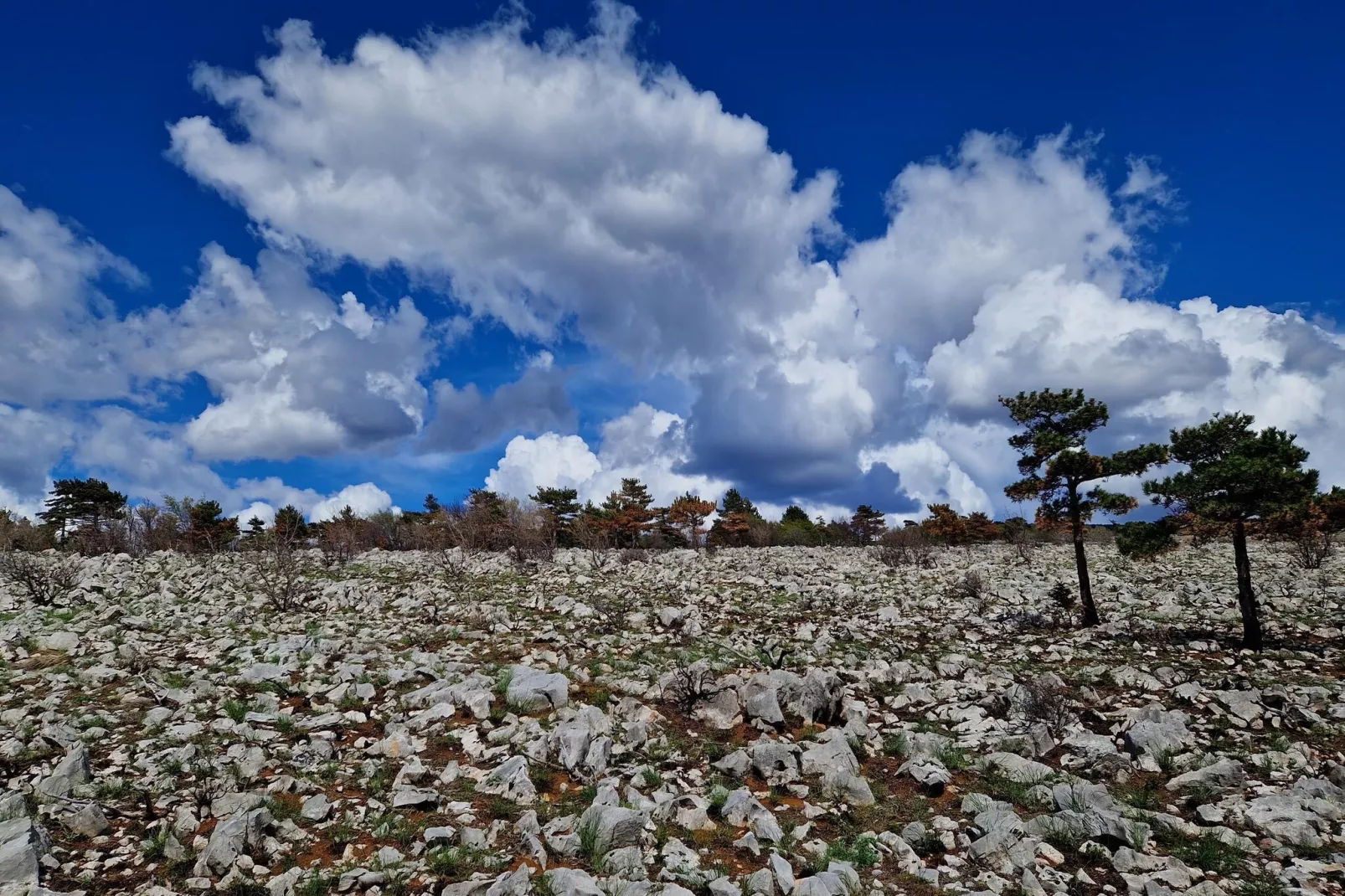 Niko 3-Gebieden zomer 5km