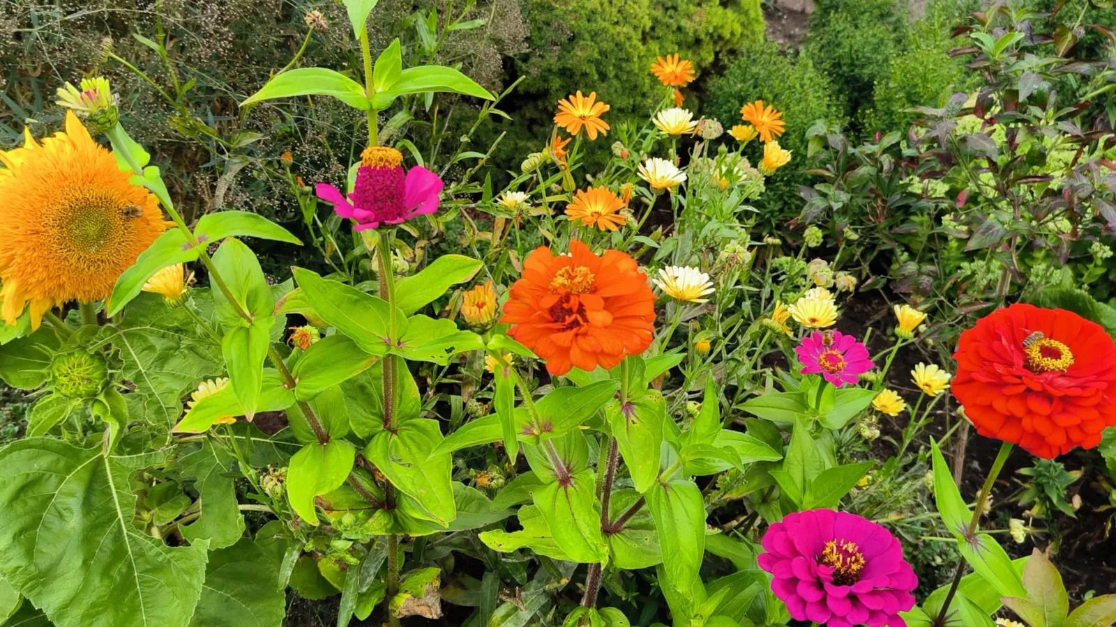 Am Springelbach-Tuinen zomer