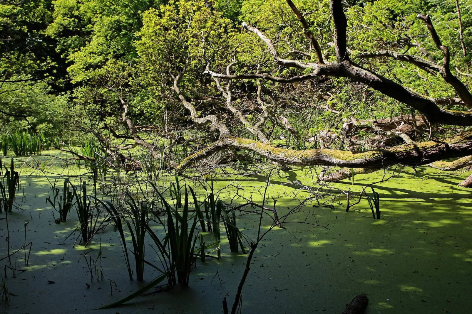 Luxe zwembadvilla in Lohals -- By Traum Ferienwohnungen-Waterzicht