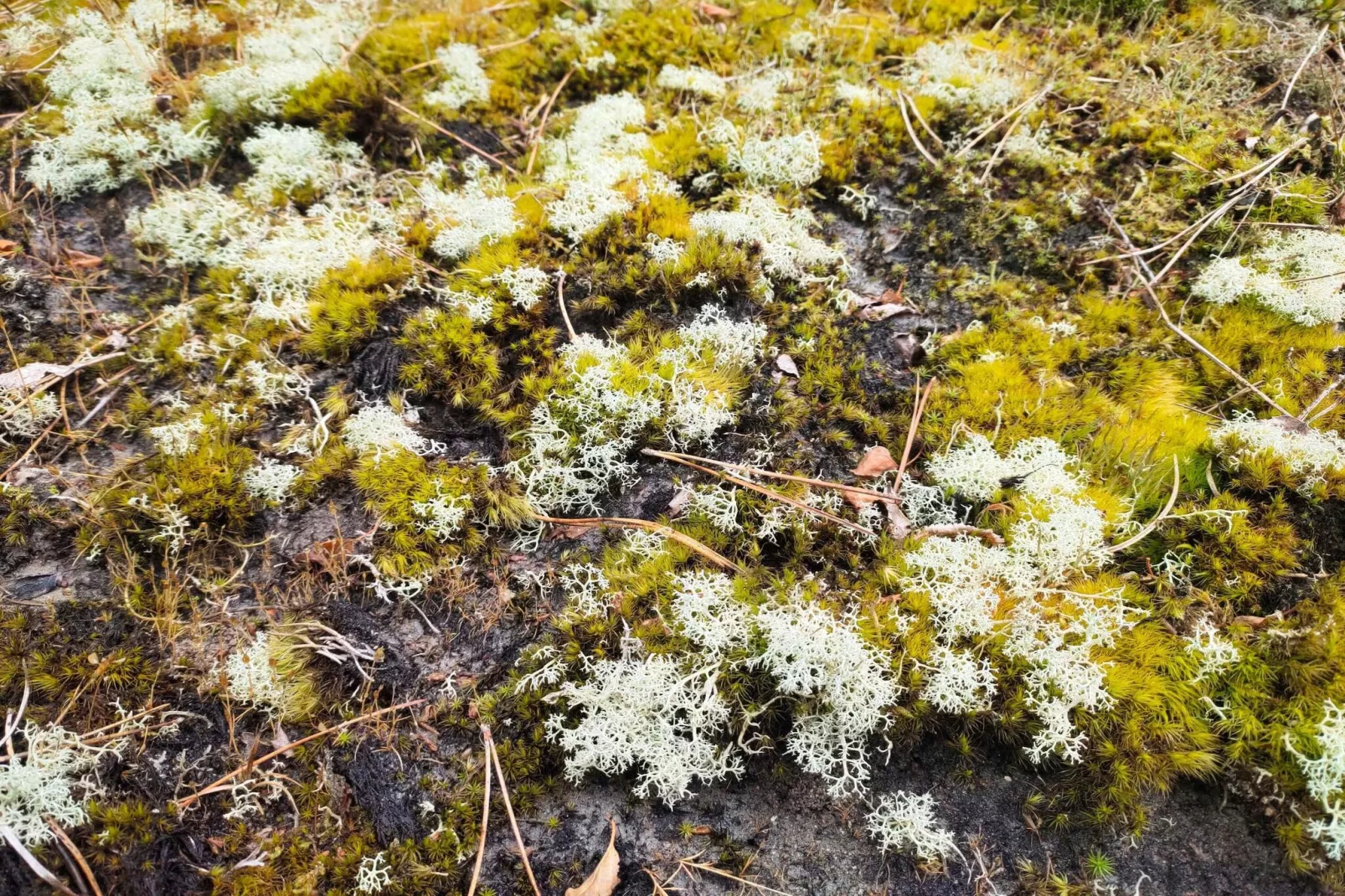 Afgelegen jaren 60 huisje -- By Traum Ferienwohnungen-Niet-getagd