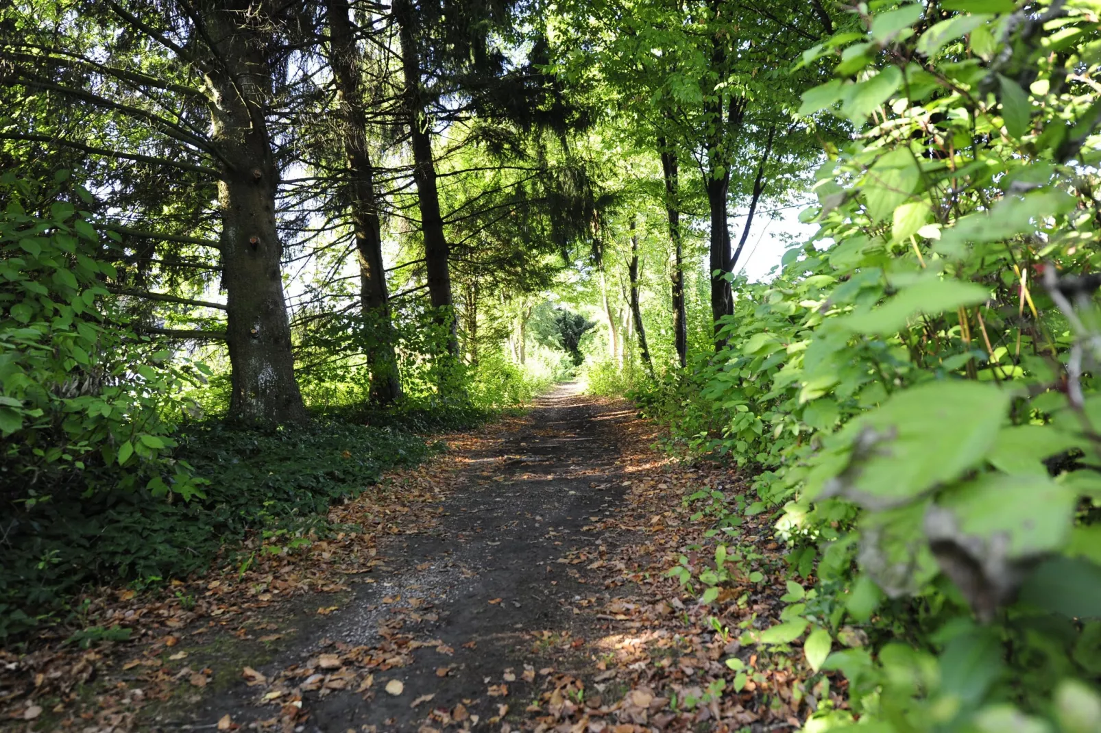 Feriendorf Waldbrunn 1-Gebieden zomer 1km