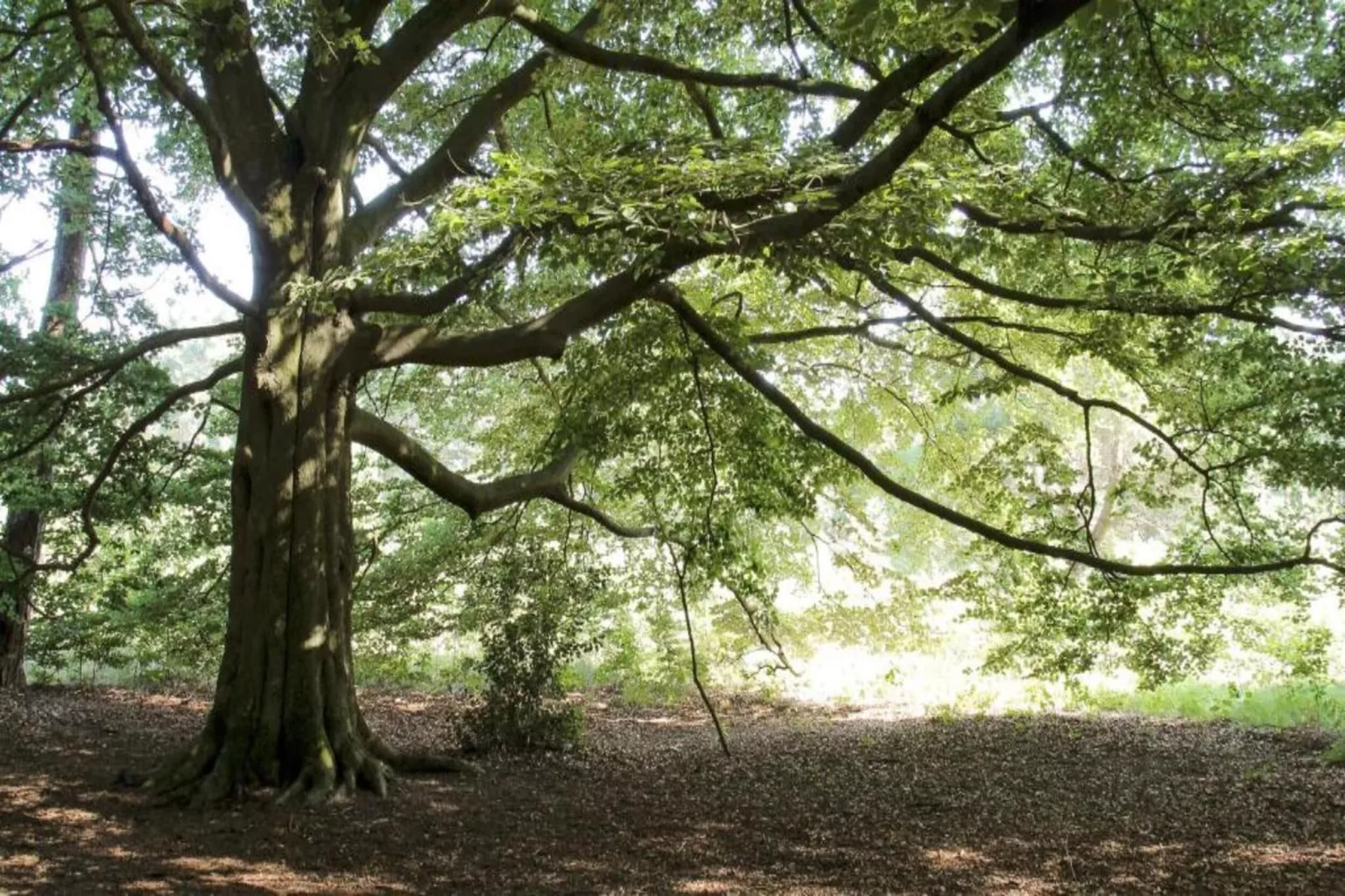 Bospark Markelo 5-Gebieden zomer 20km