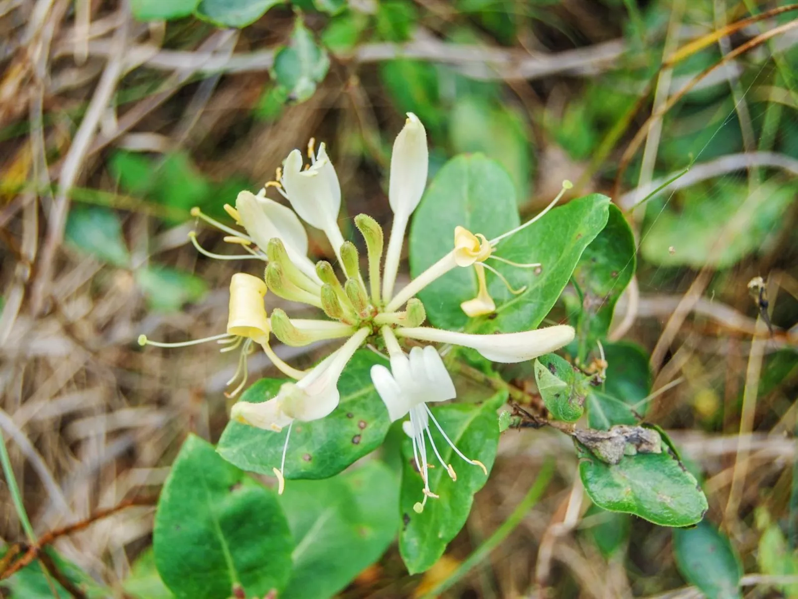 "Ulla" - 300m from the sea-Buiten