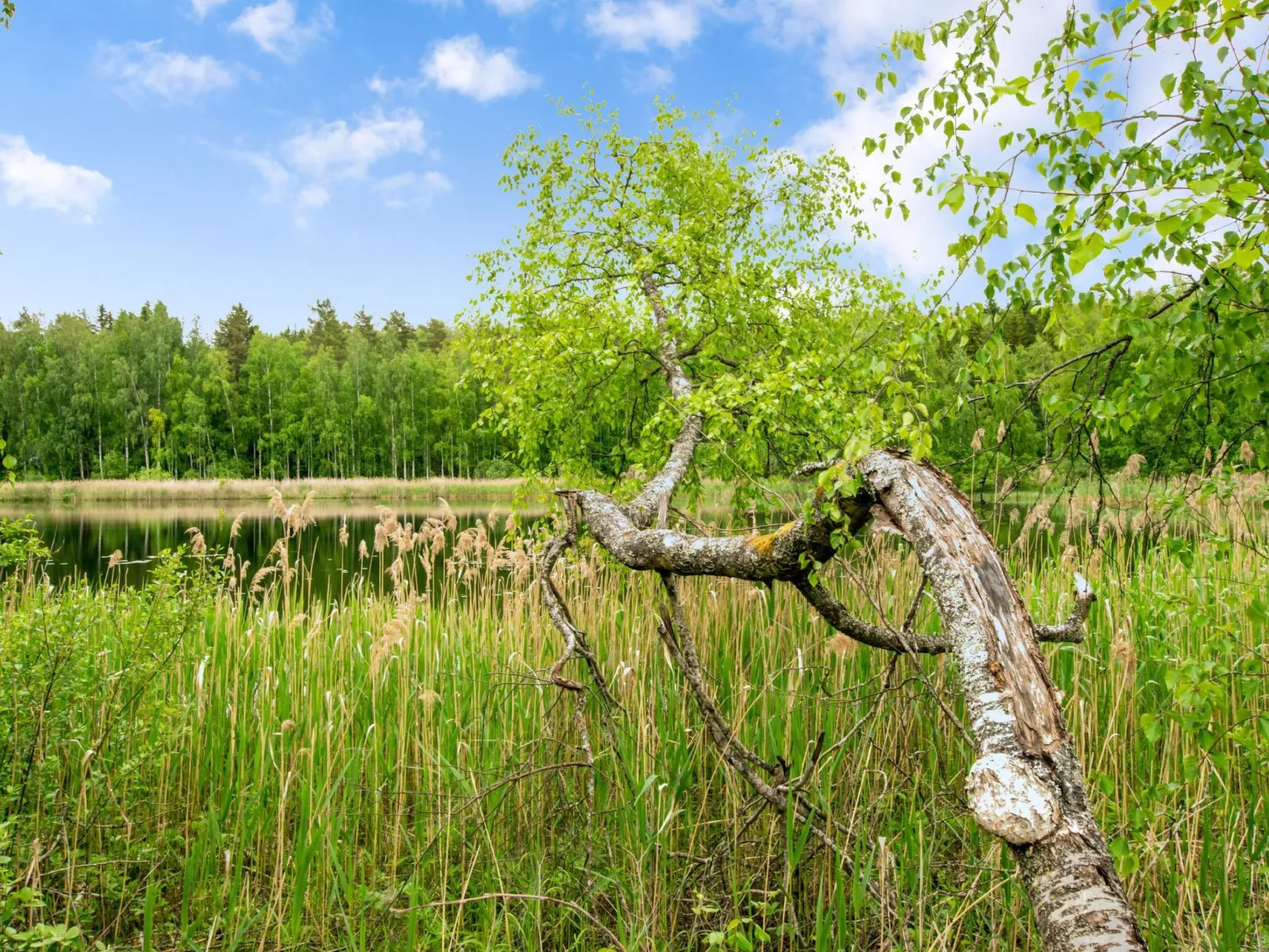 Käpälämäki-Binnen