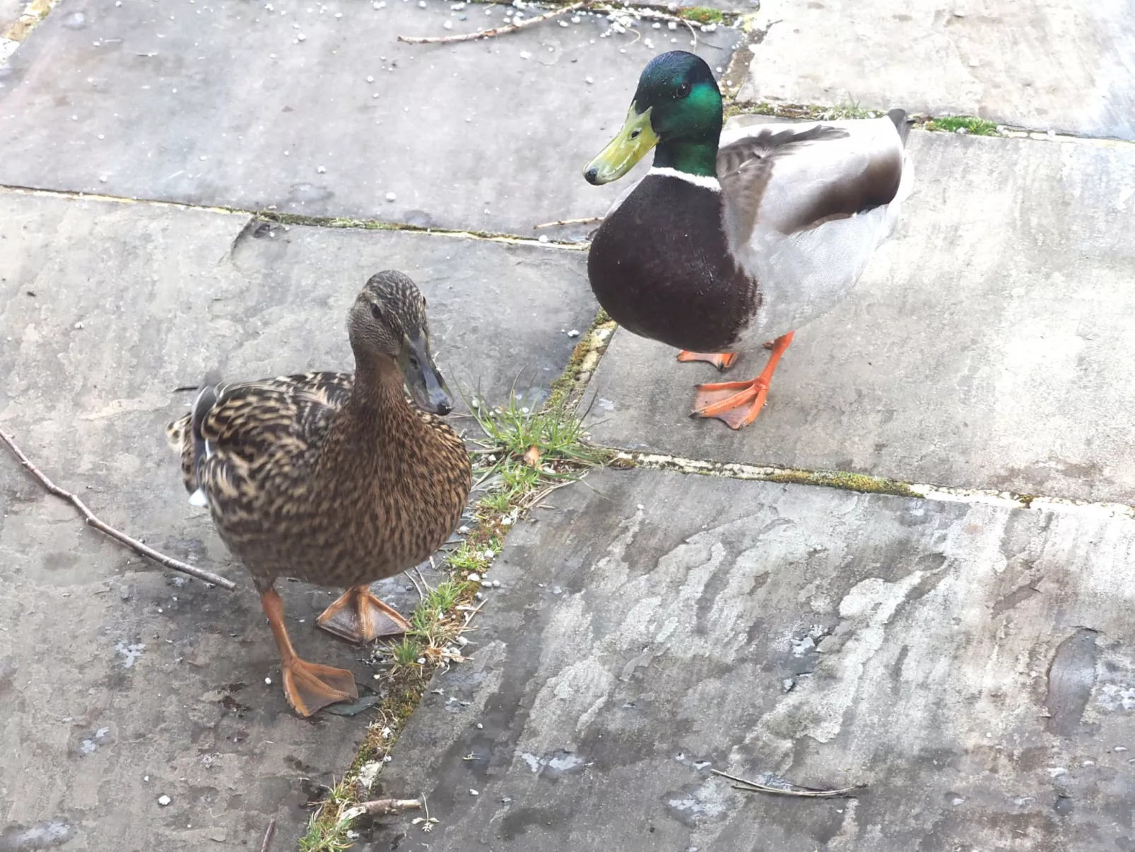 The Duck House-Buiten