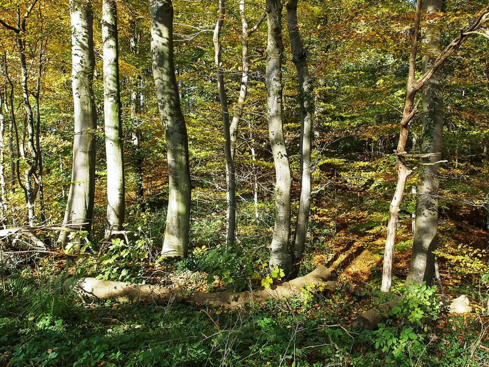 "Henrijette" - 200m from the sea-Buiten