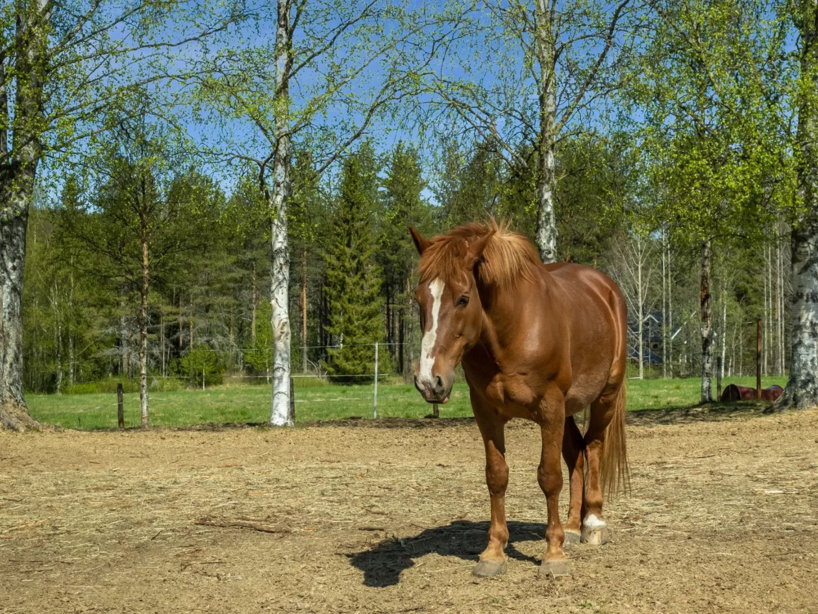 Juotas village-Binnen