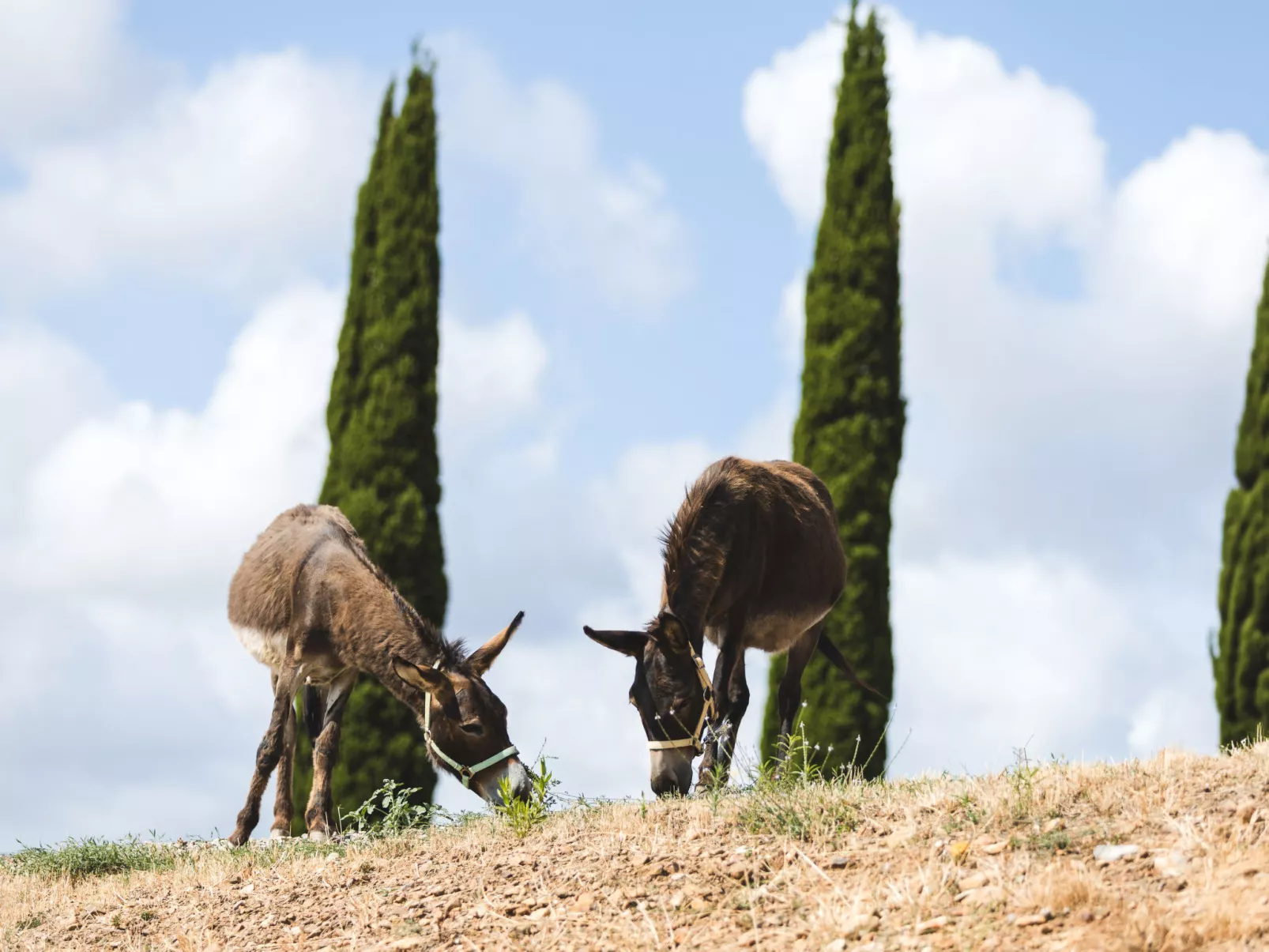 Poggio Piero 3-Buiten