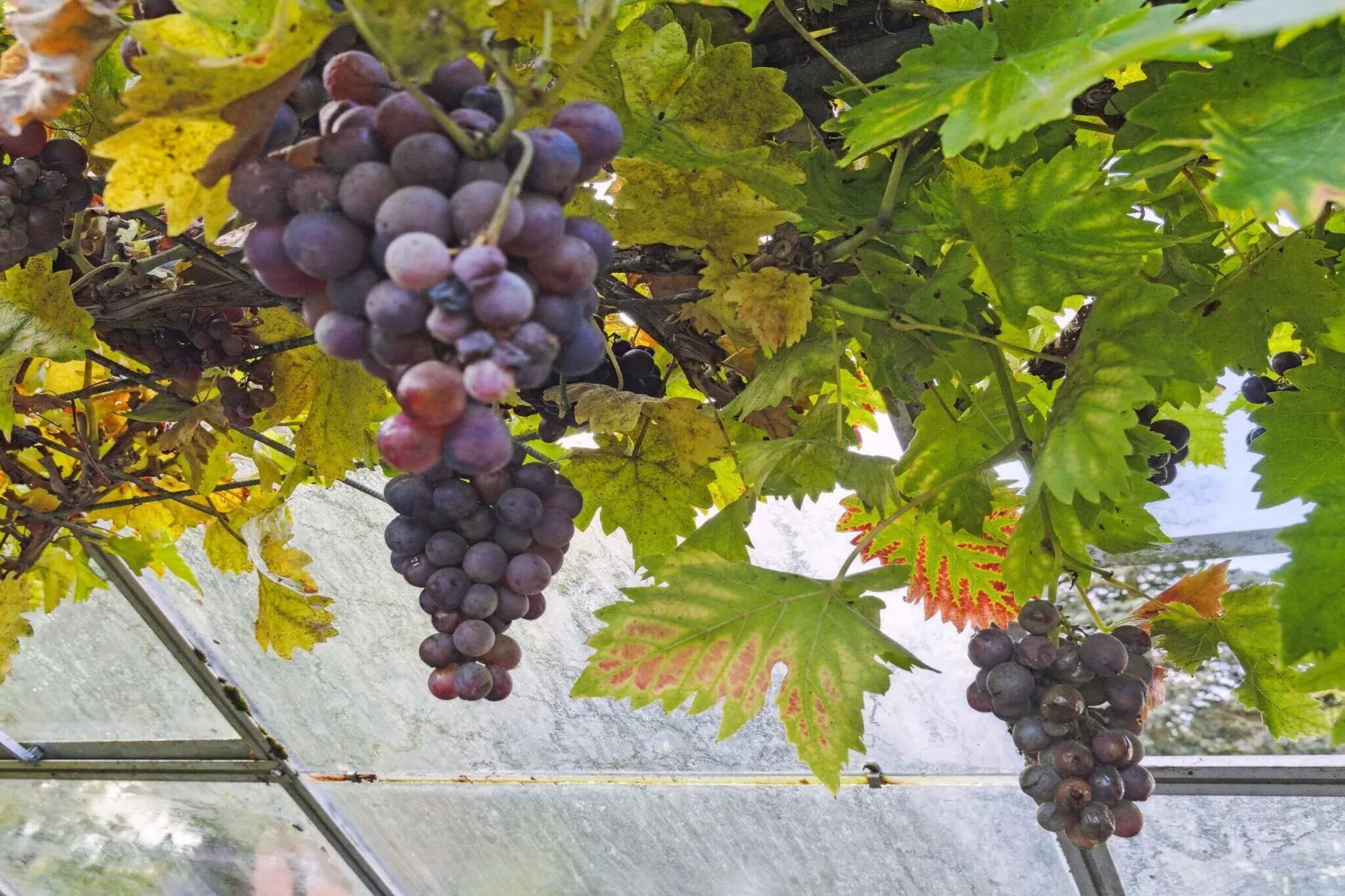 5 sterren vakantie huis in Haderslev-Buitenlucht