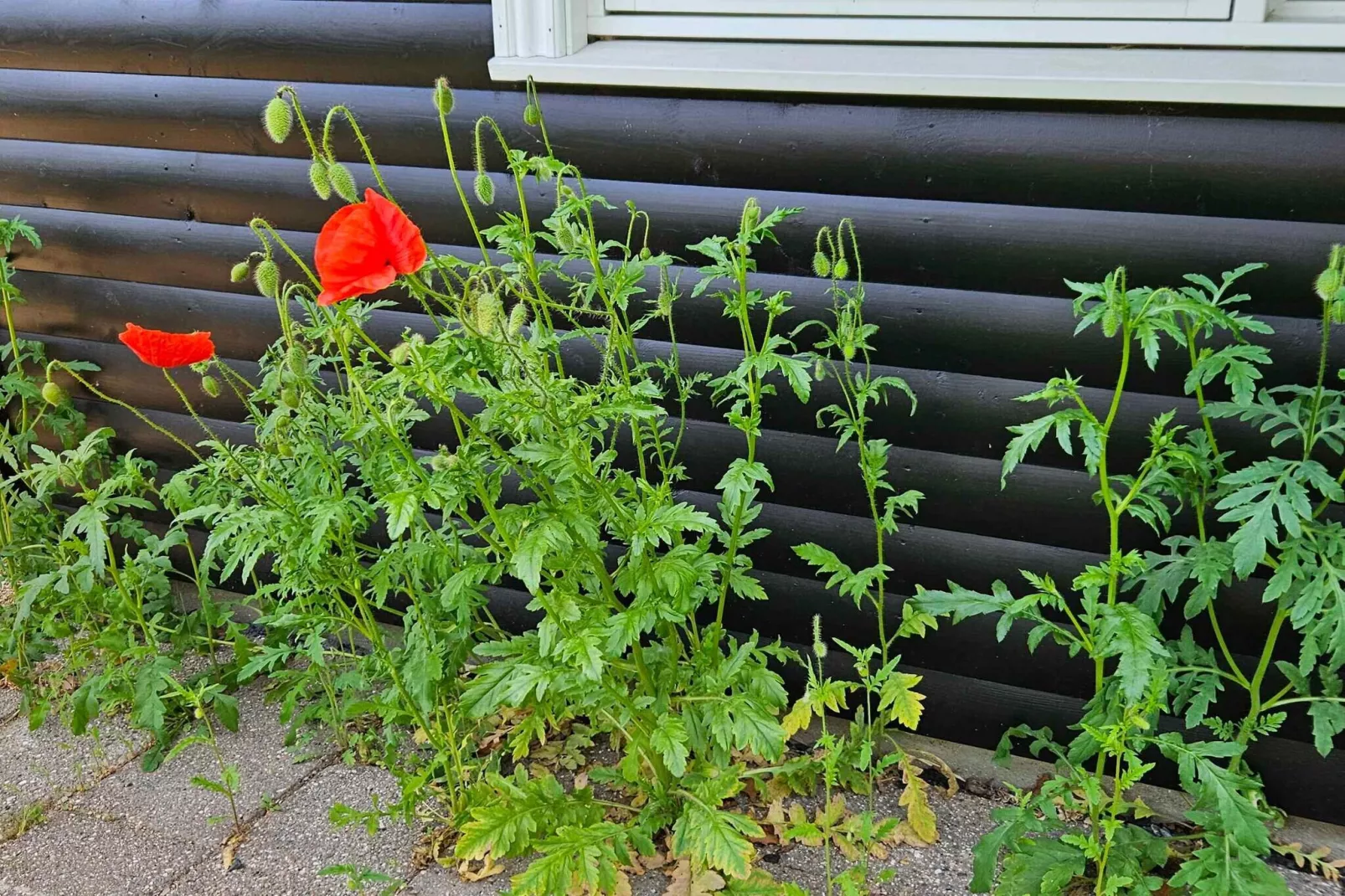 4 sterren vakantie huis in Asnæs-Buitenlucht