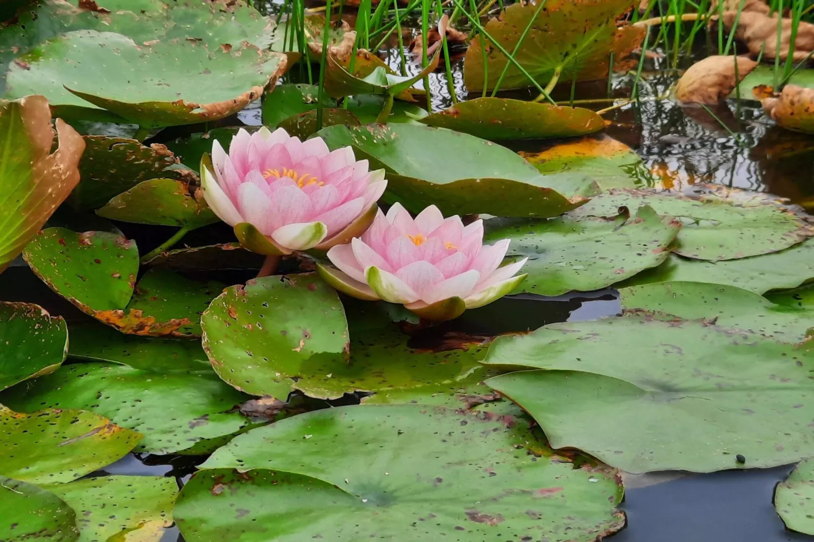 4 persoons vakantie huis in Henne-By Traum-Waterzicht