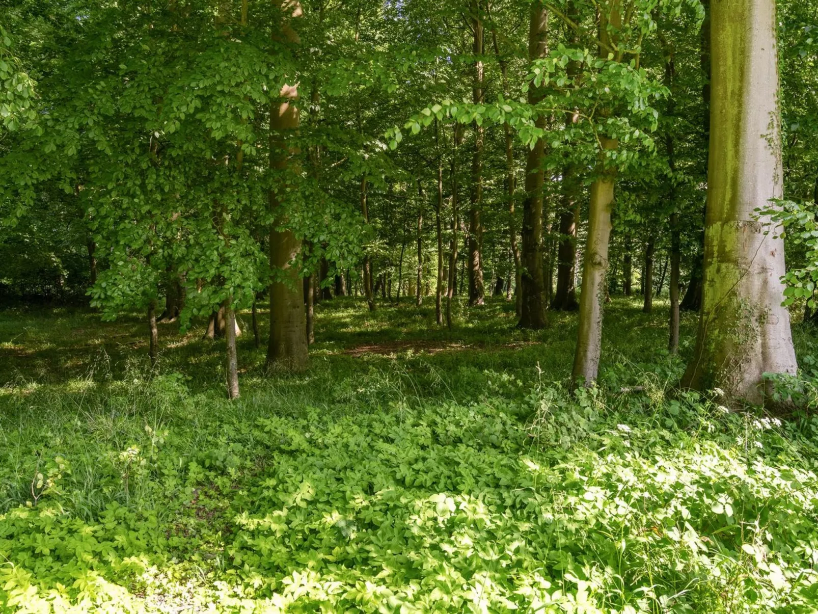 "Sirkku" - 320m from the sea-Buiten