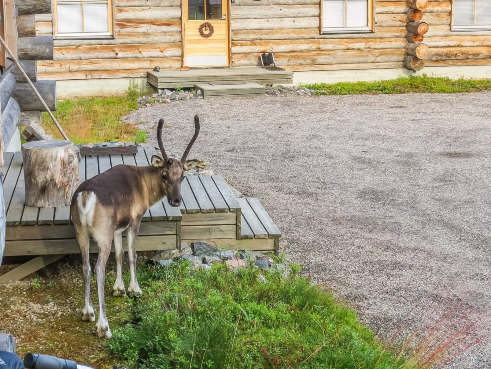 Teerentie / fun / dasher-Binnen