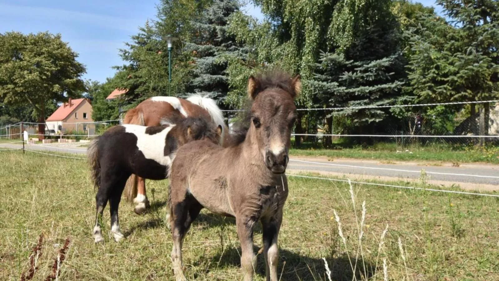 Glamour-Camping-Tuinen zomer