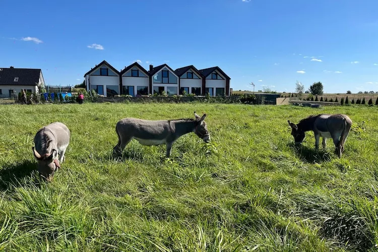 Domki wakacyjne dla 8 osób w Mielenku-Parkfaciliteiten