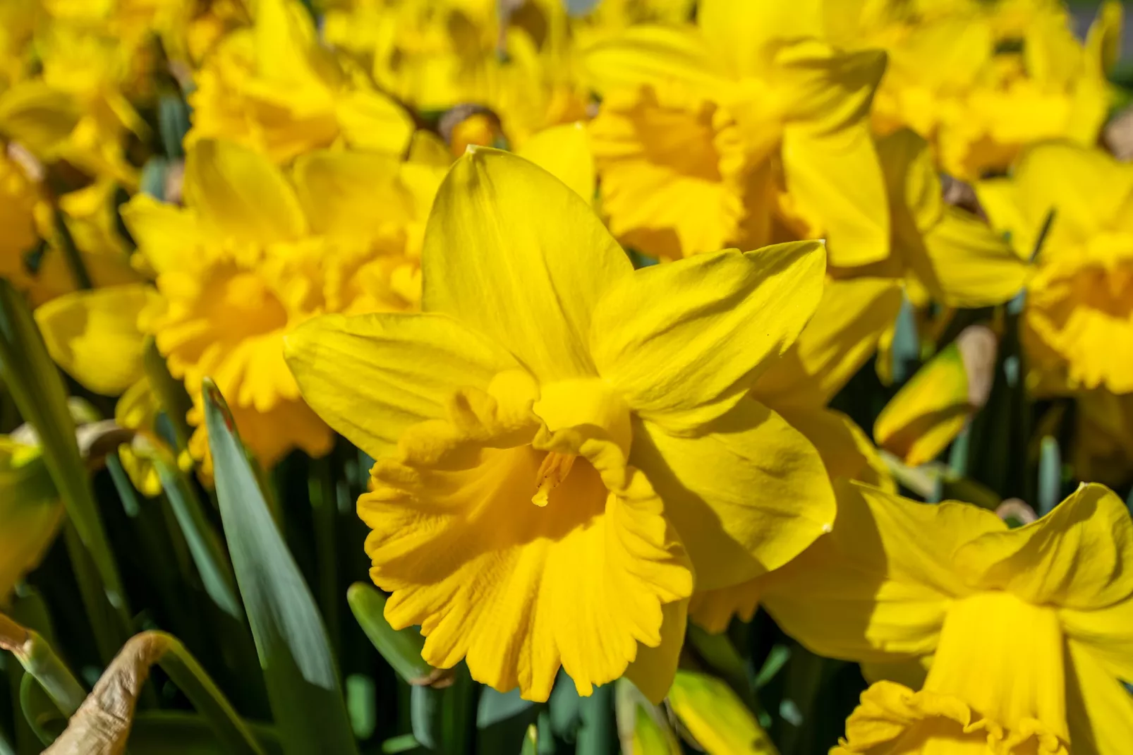 Résidence Juliana 21-Sfeer