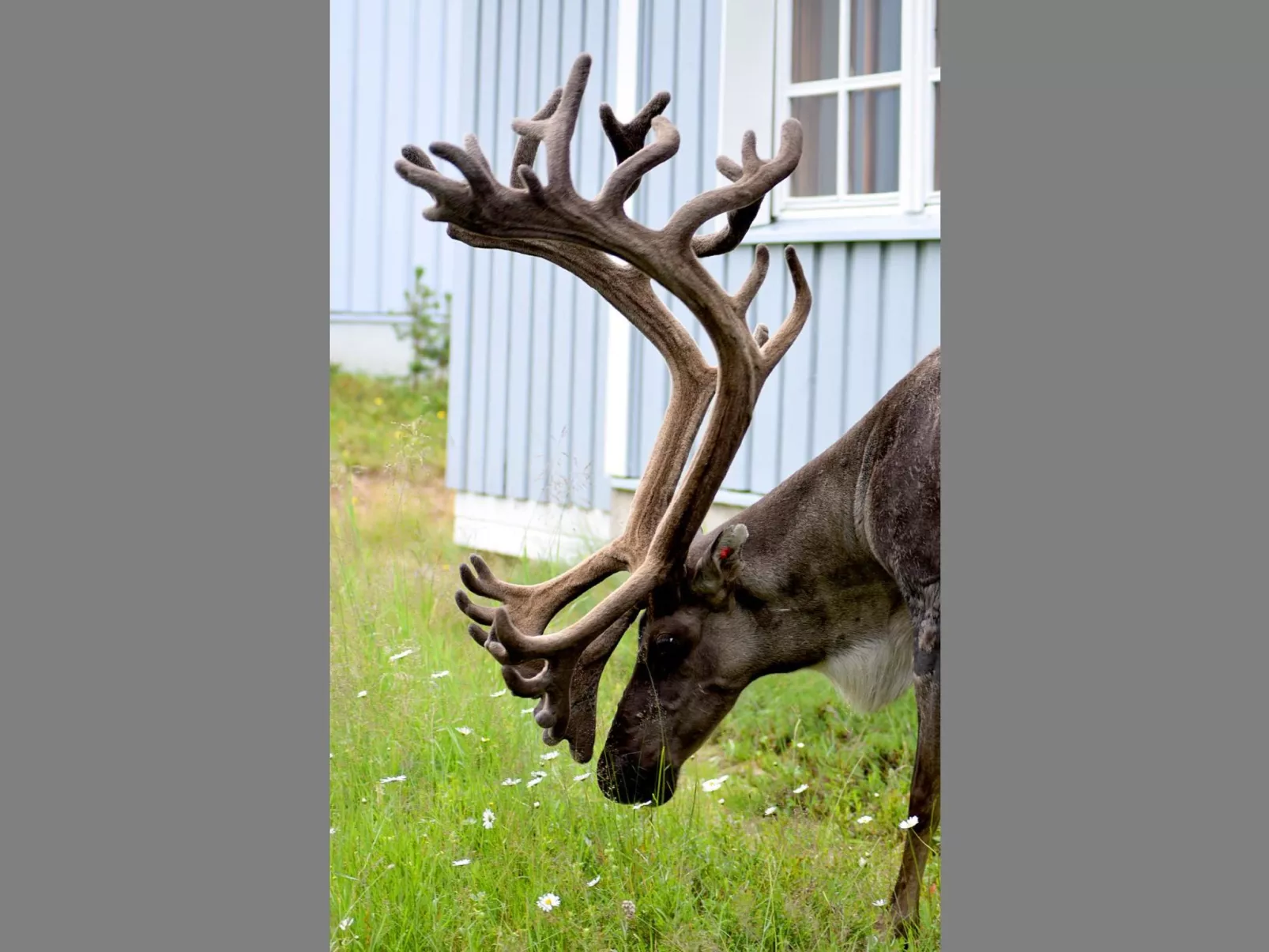 Saariseläntie 8 a 1-Binnen