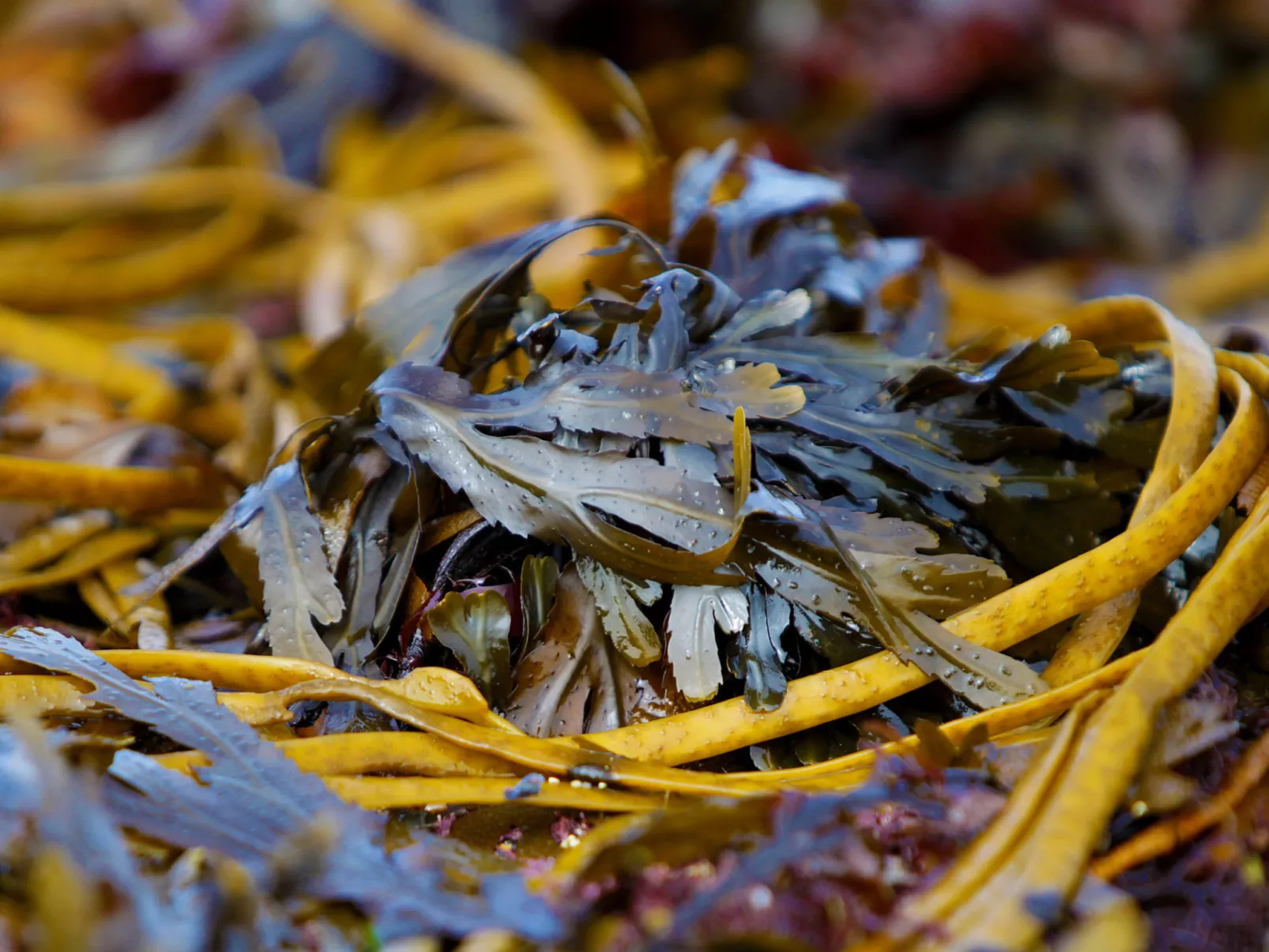 Kilkee HH - GF (TR1) Type C - No 903-Buiten