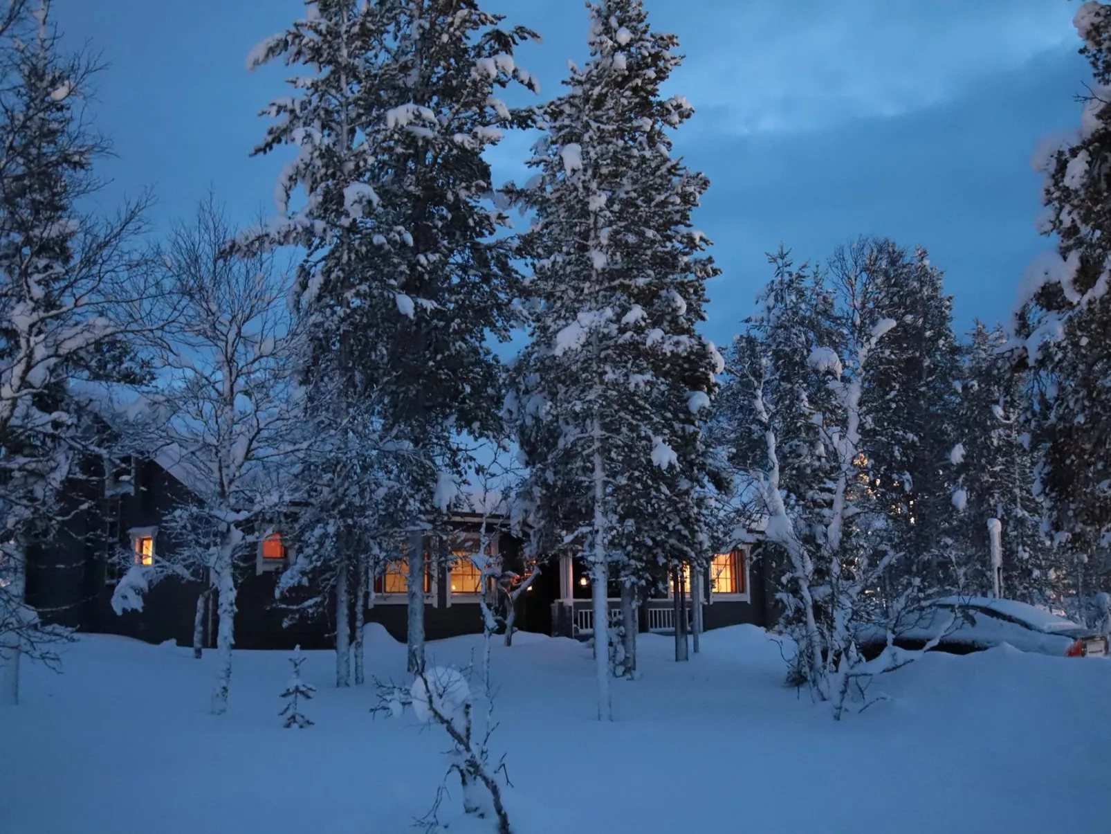 Tunturikoivu a2-Binnen