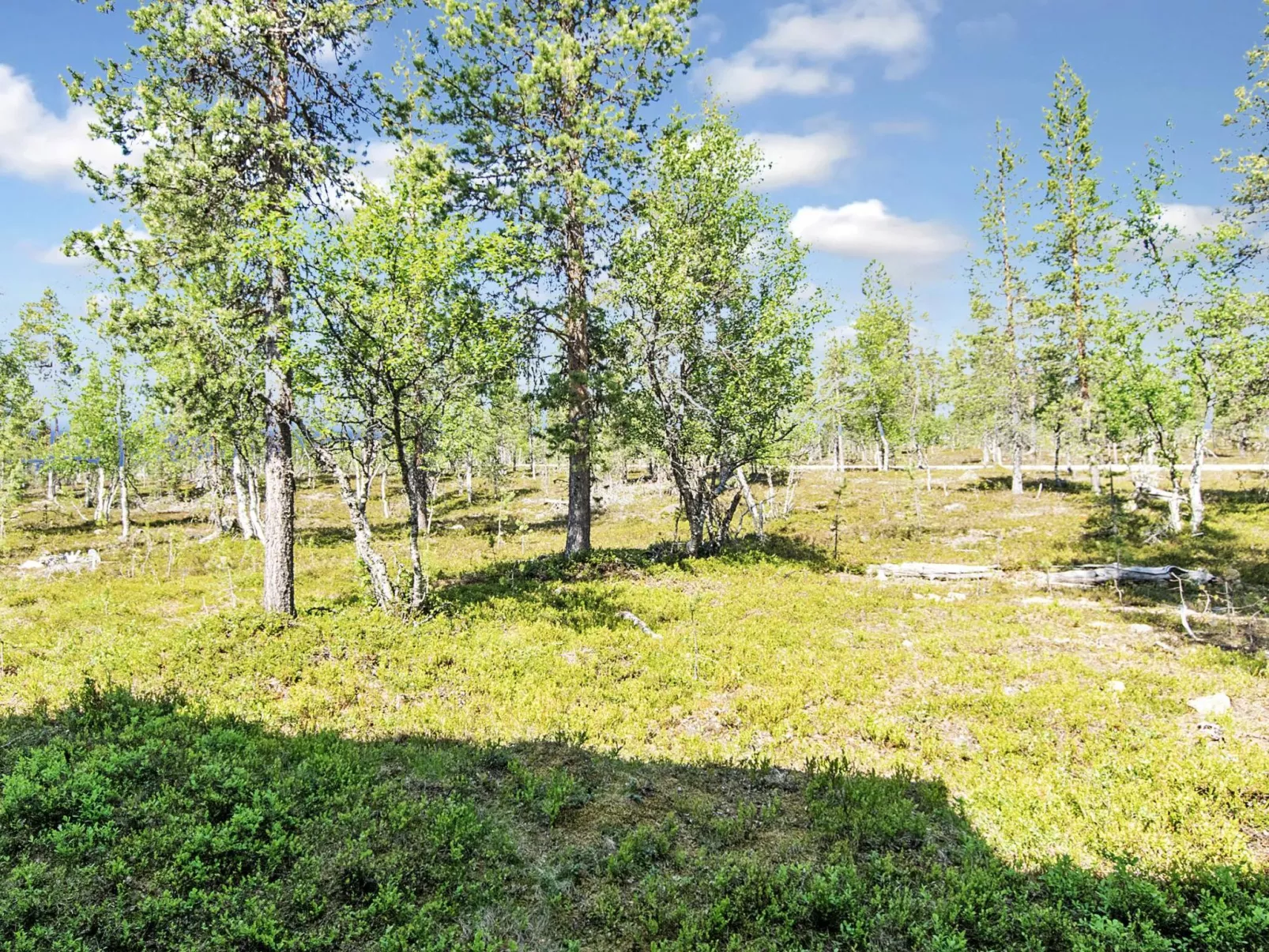 Tunturikoivu b2-Binnen