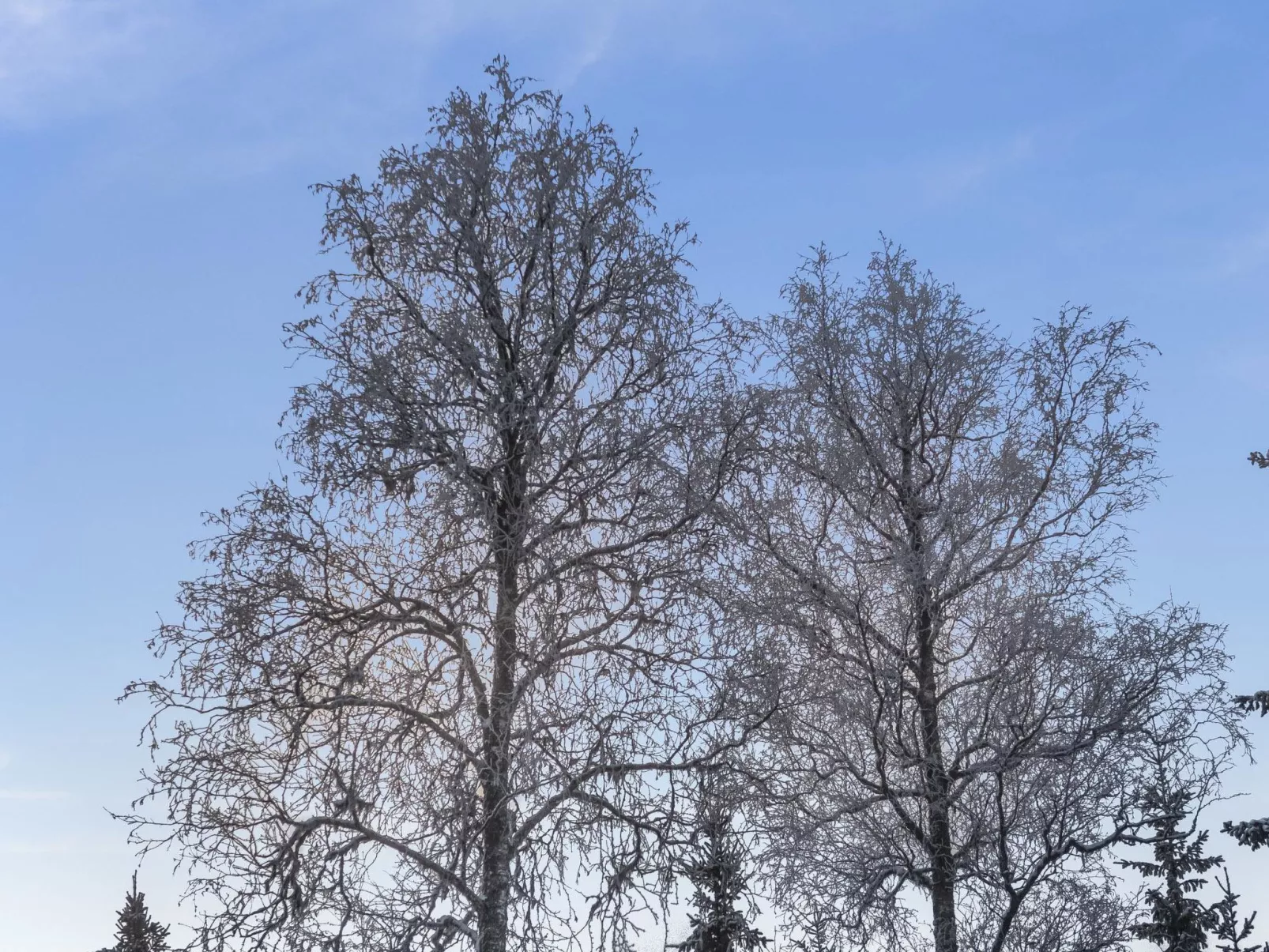 Klz rodoniitti-Binnen