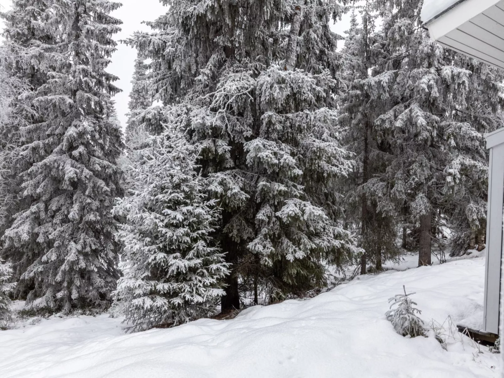 Rukan ankkuri-Binnen