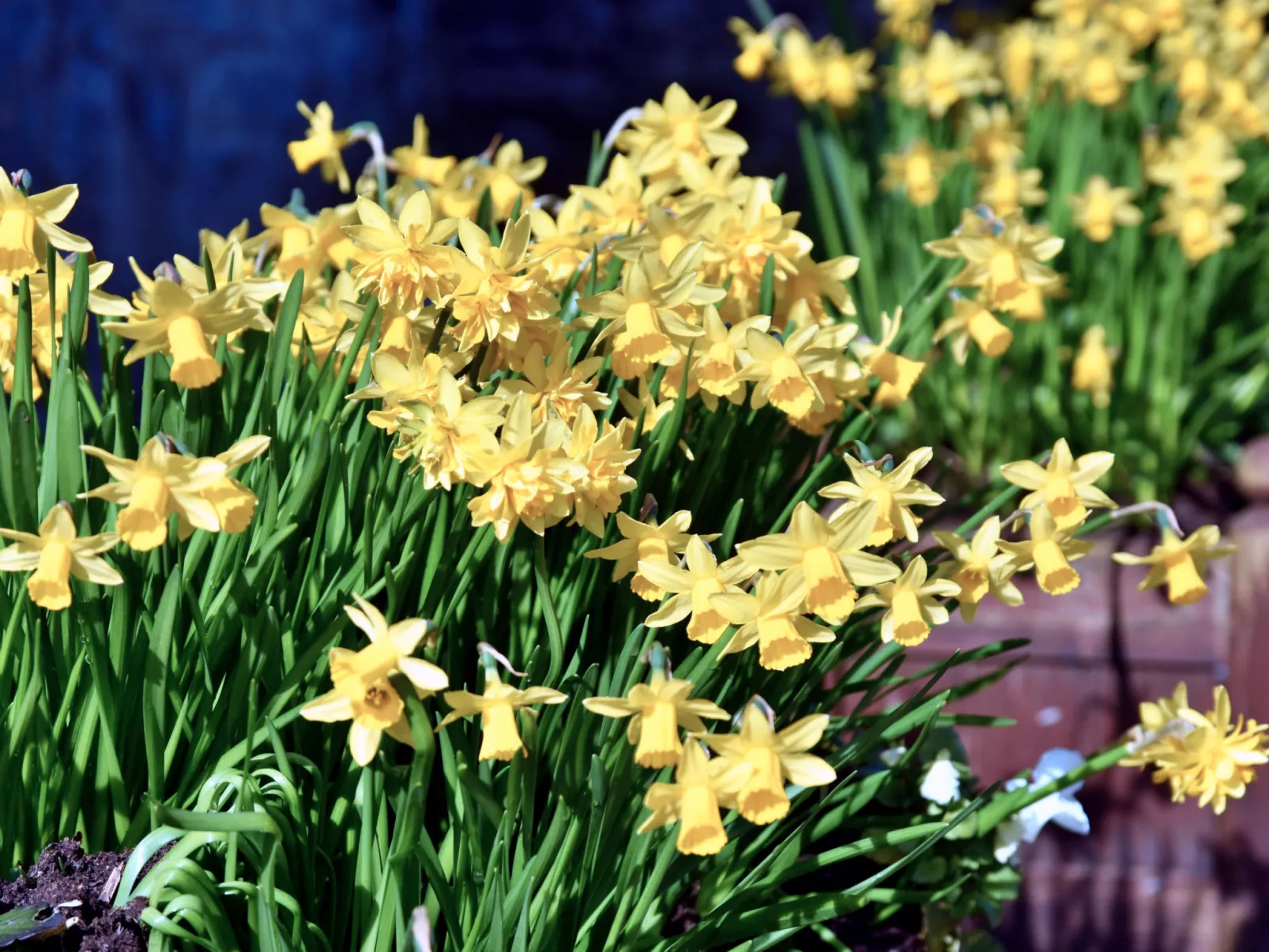 Stable Cottage-Buiten