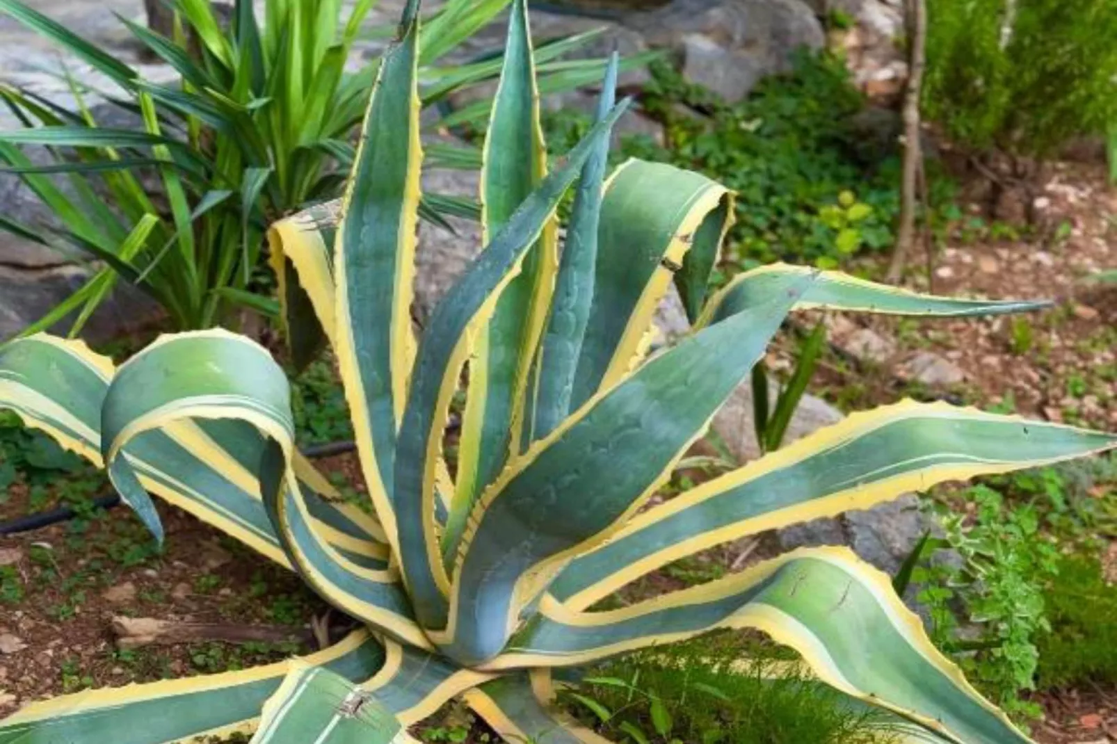 Beach House - 2m from beach - Three Bedroom House-Tuinen zomer