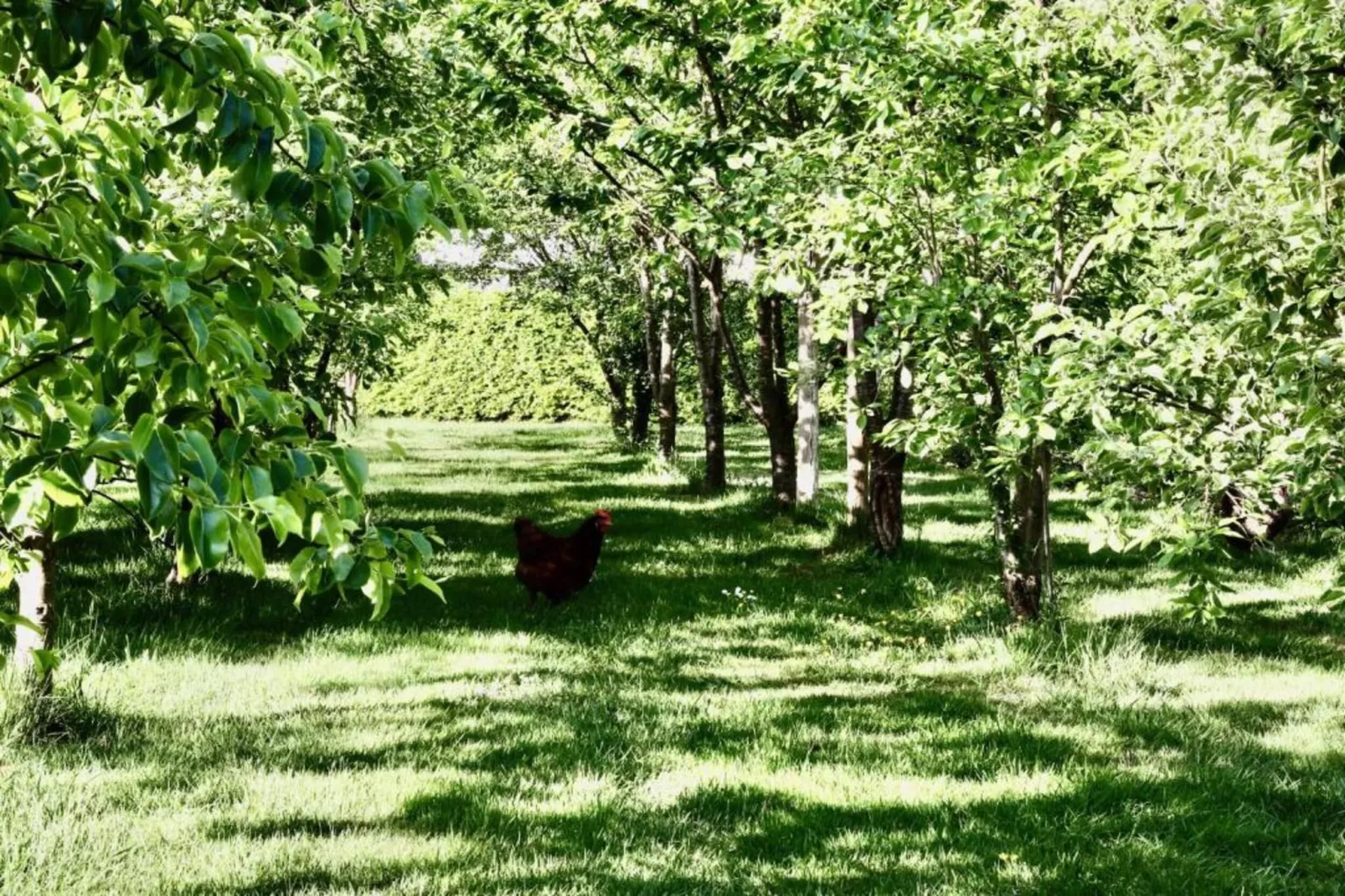 Vakantiepark De Lochemse Berg 1-Gebieden zomer 20km