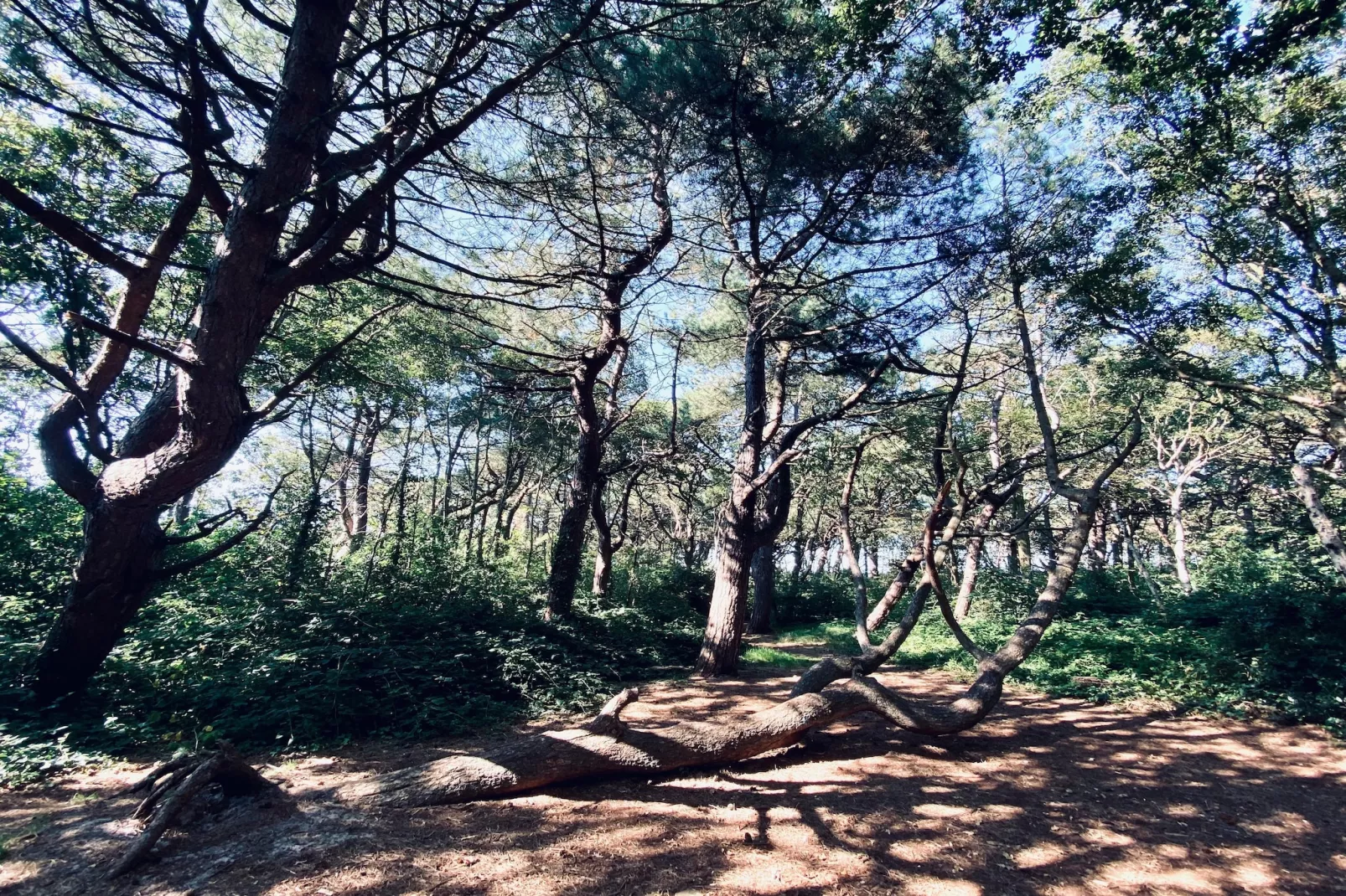 INFINITY-Gebieden zomer 1km