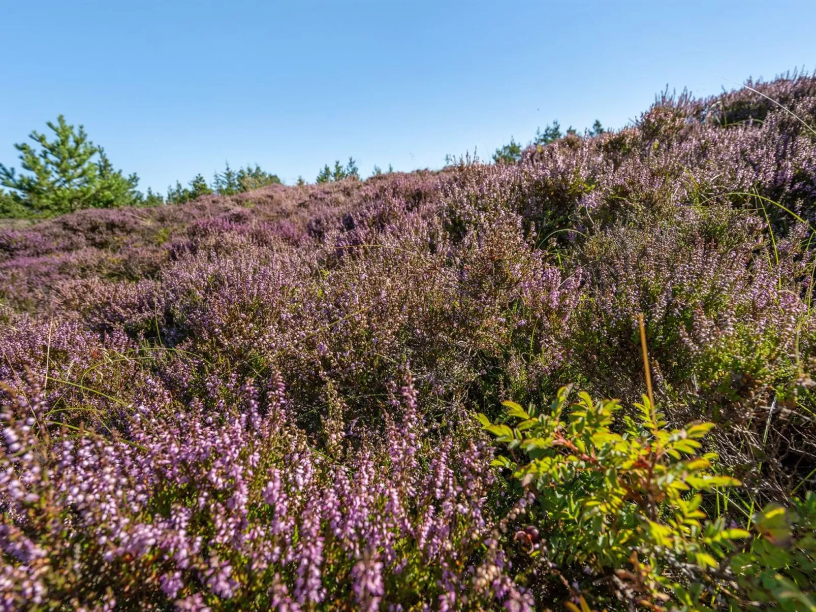 "Asdis" - 2.8km from the sea-Buiten